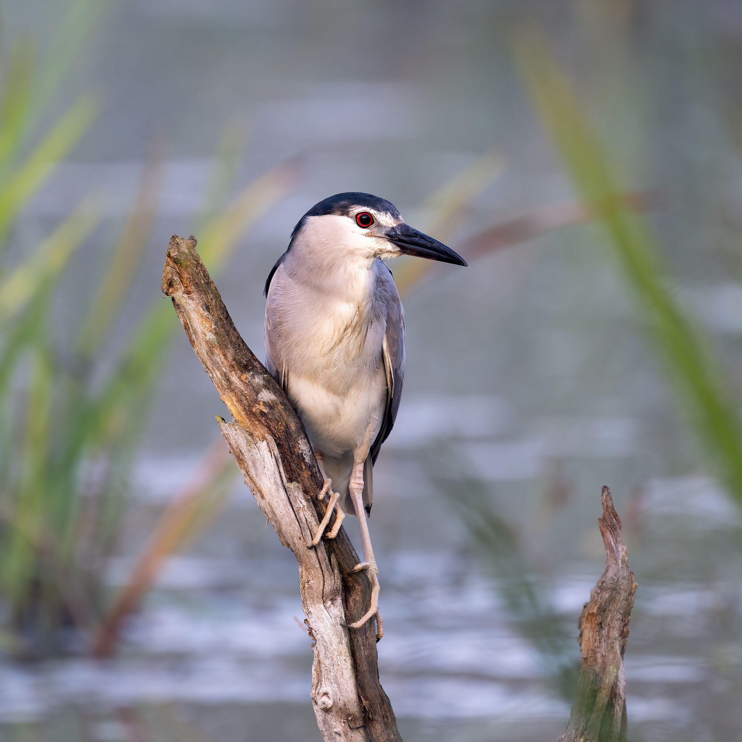 Night Heron