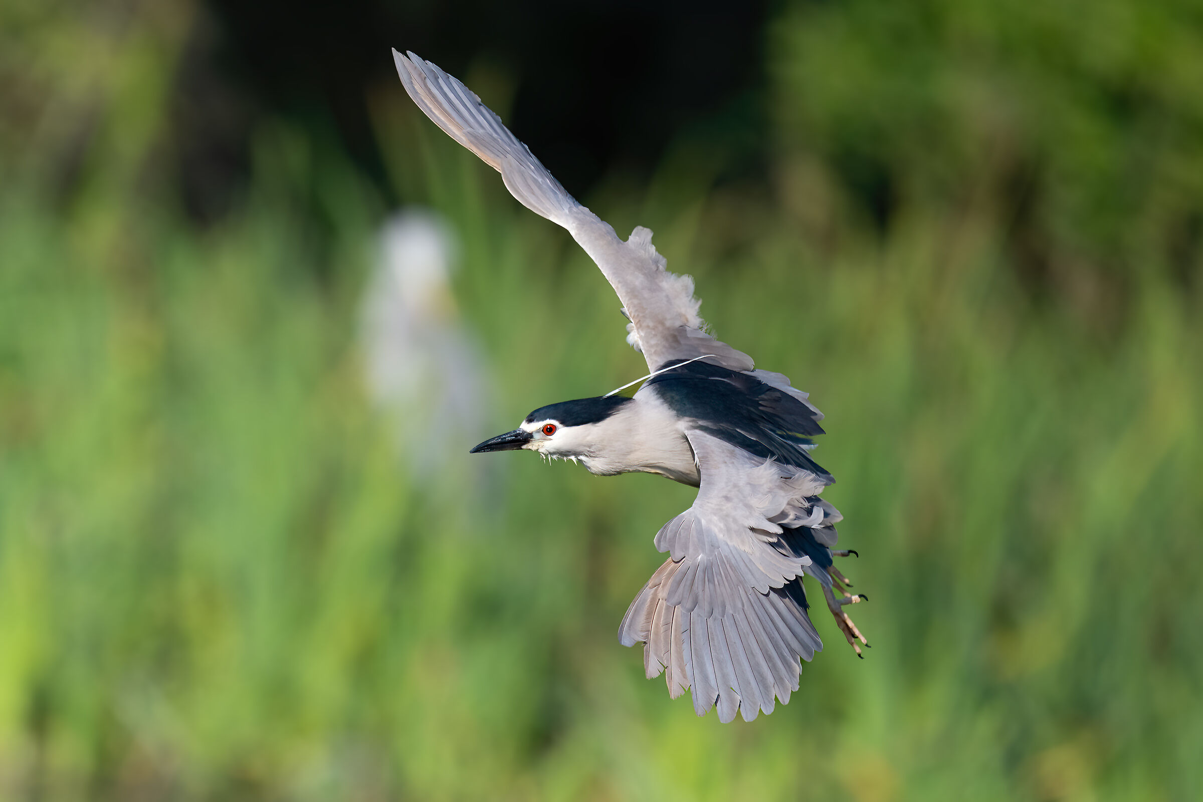 Night Heron