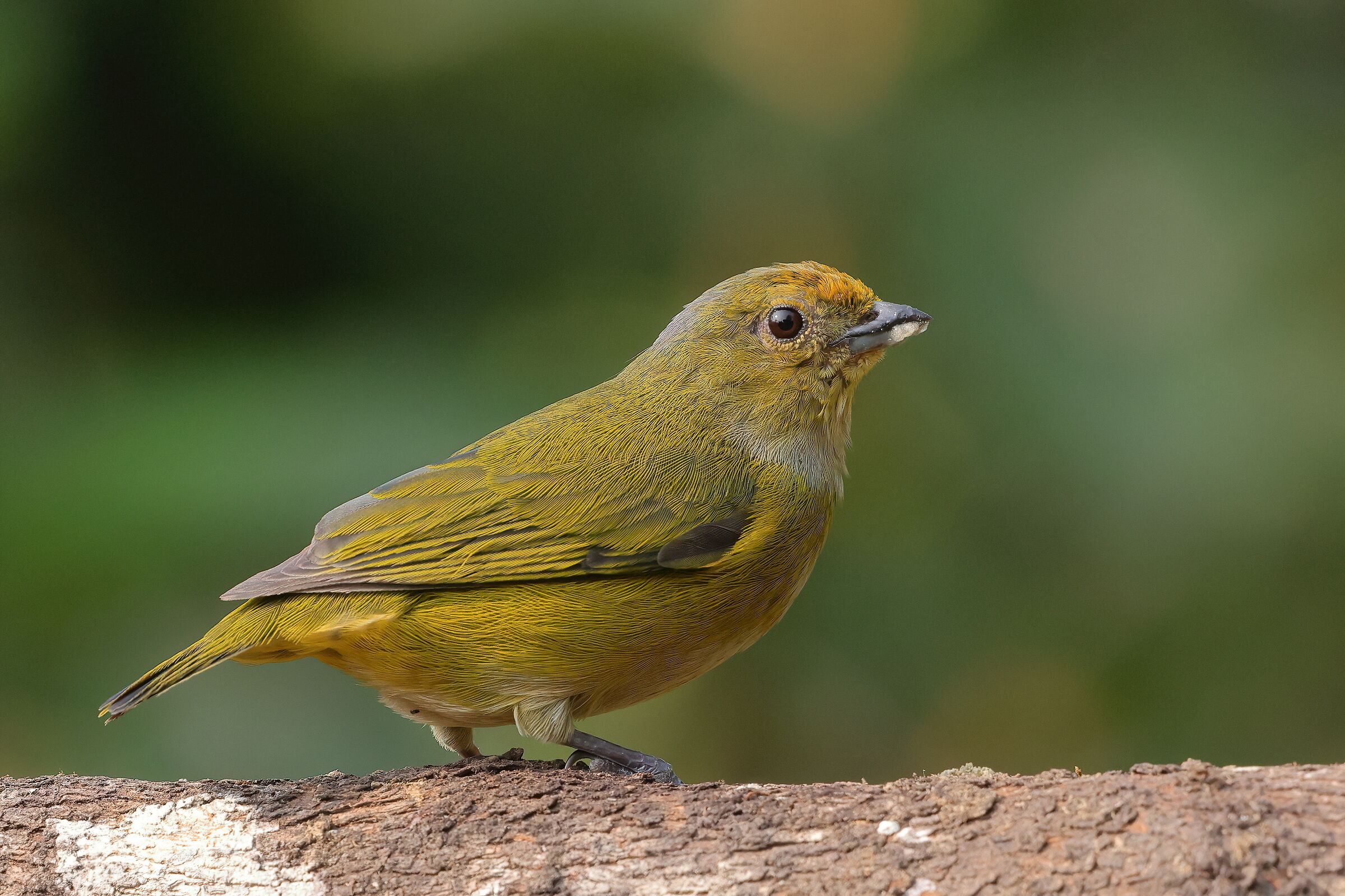 Eufonia ventre arancio (f)