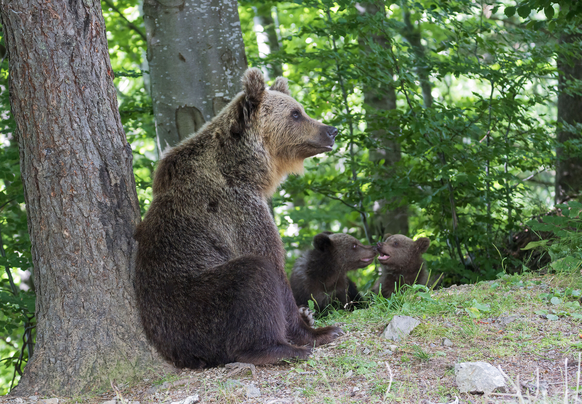 BROWN BEAR