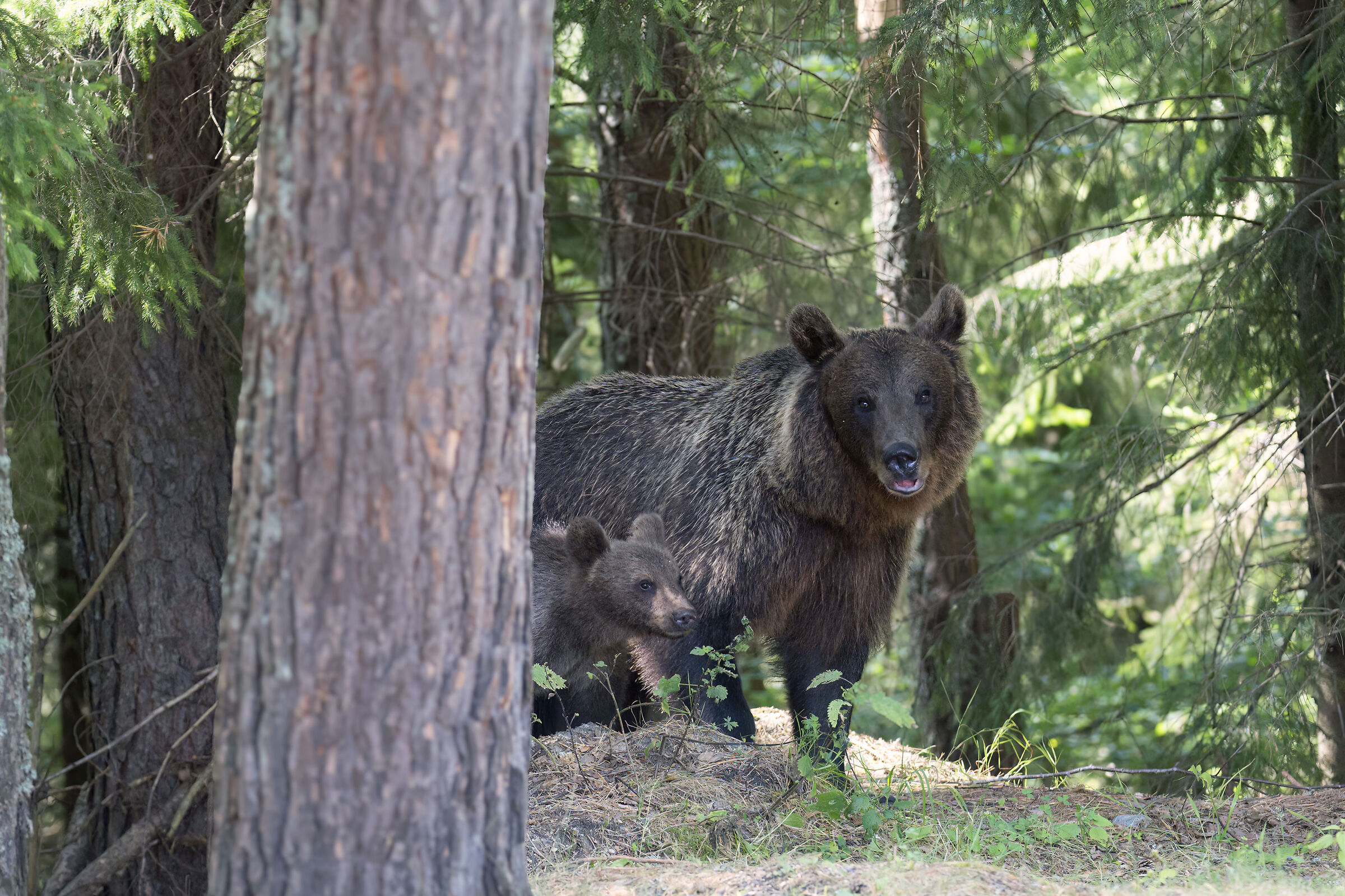 BROWN BEAR