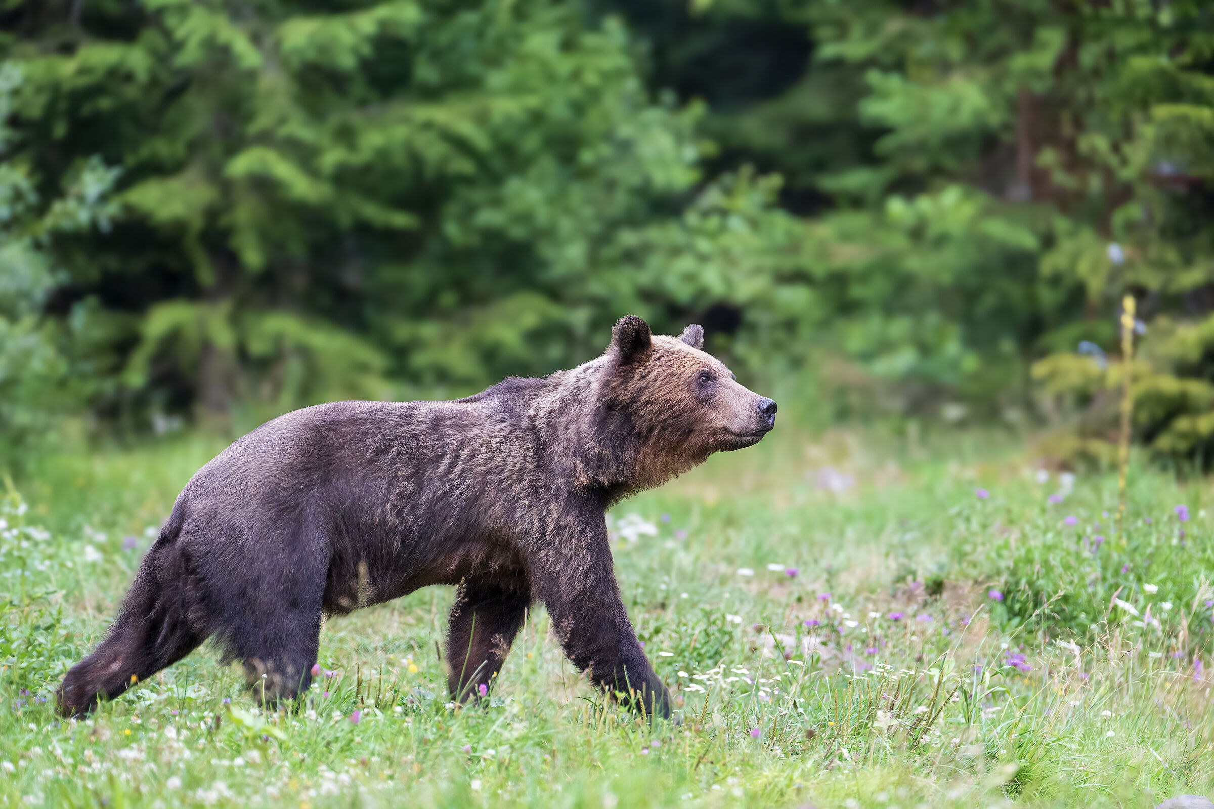 BROWN BEAR