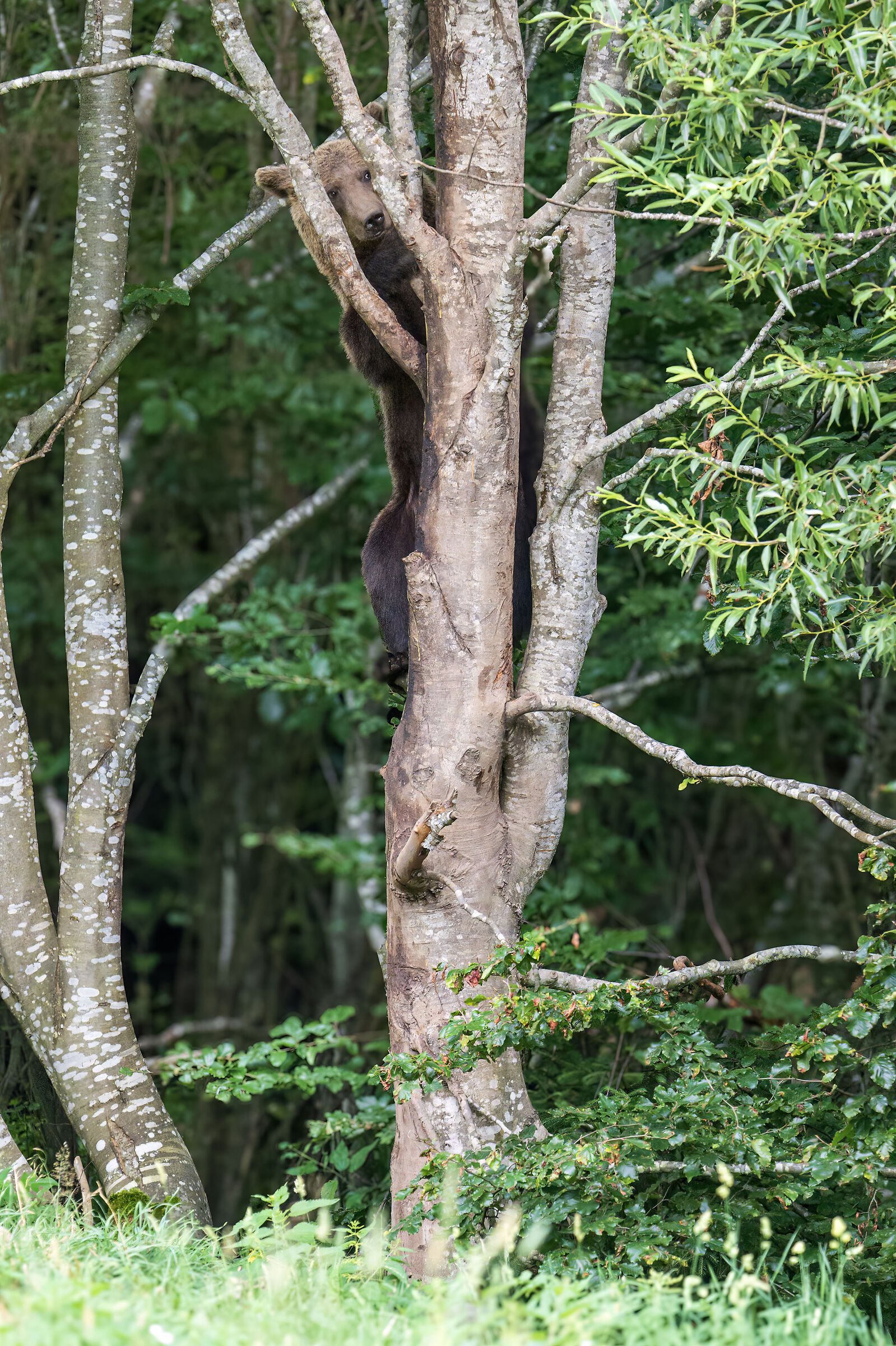 BROWN BEAR
