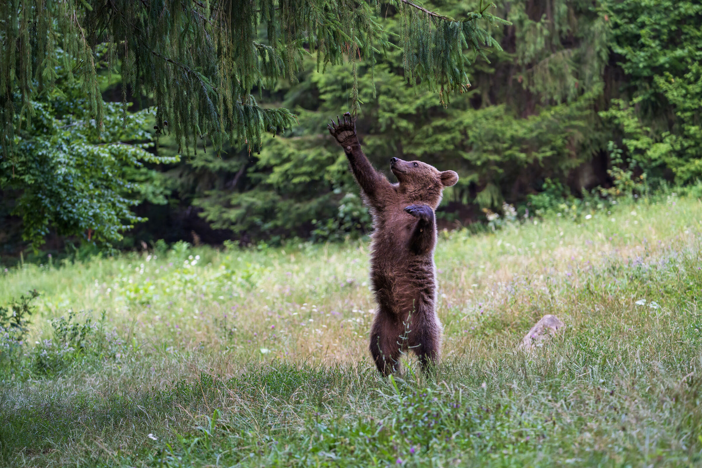 BROWN BEAR