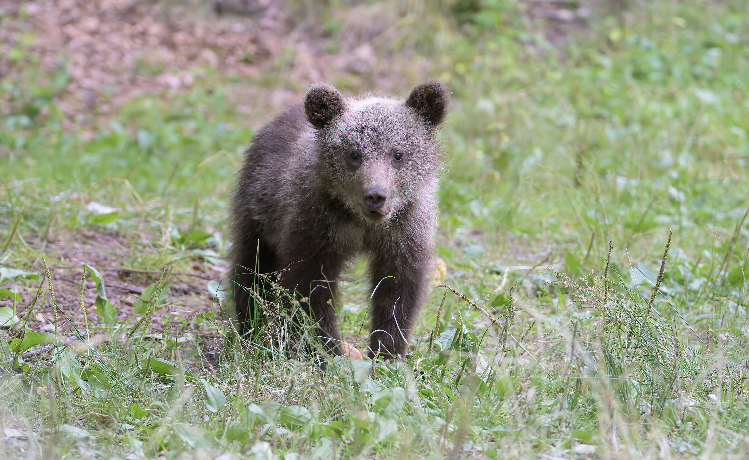 BROWN BEAR