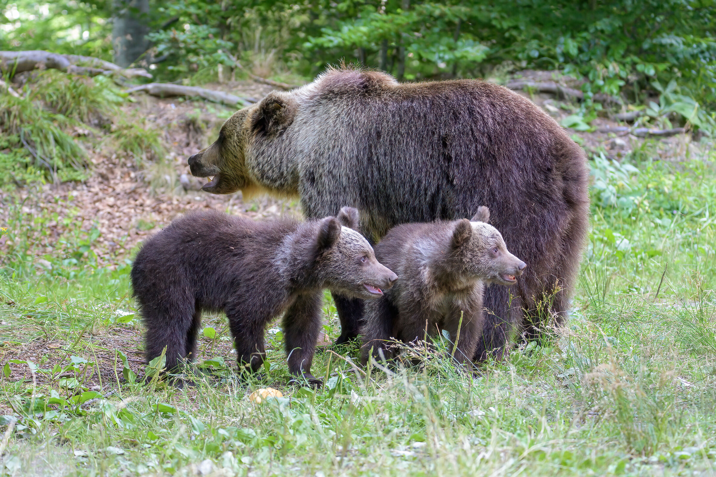 BROWN BEAR
