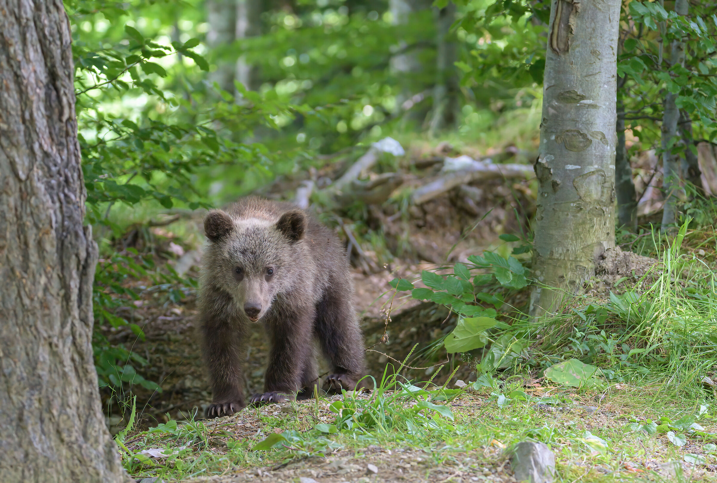 BROWN BEAR