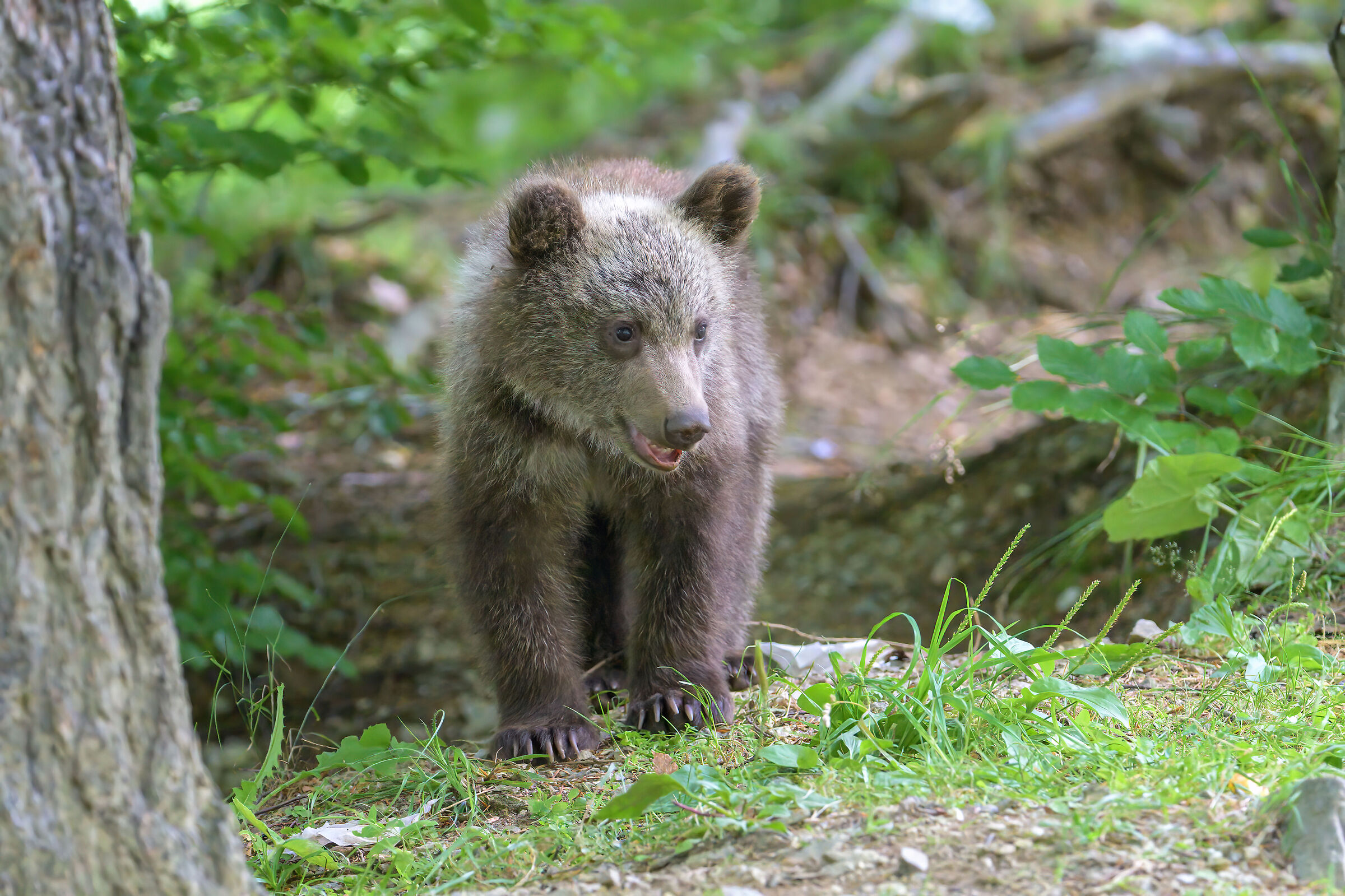 BROWN BEAR