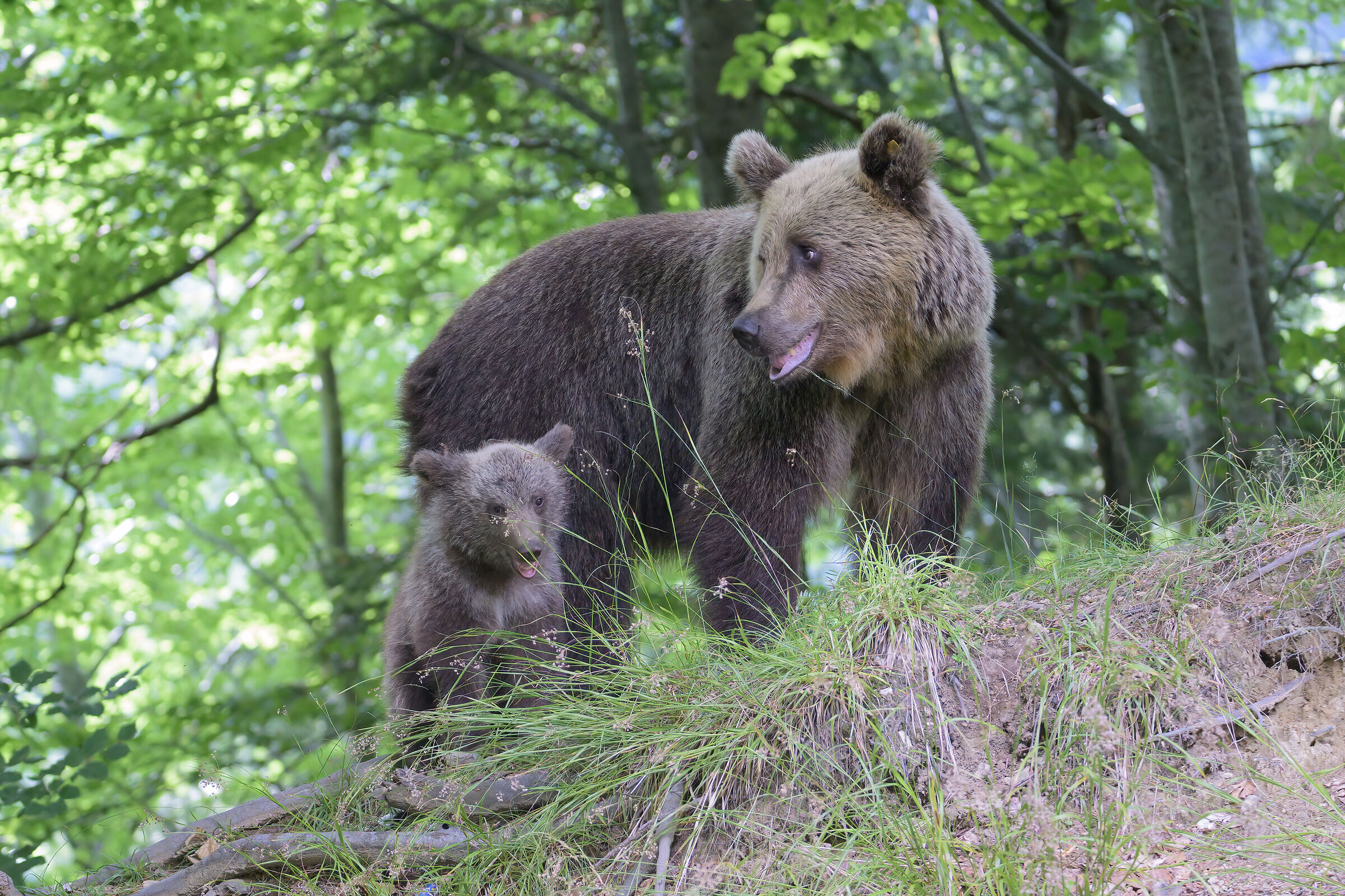 BROWN BEAR