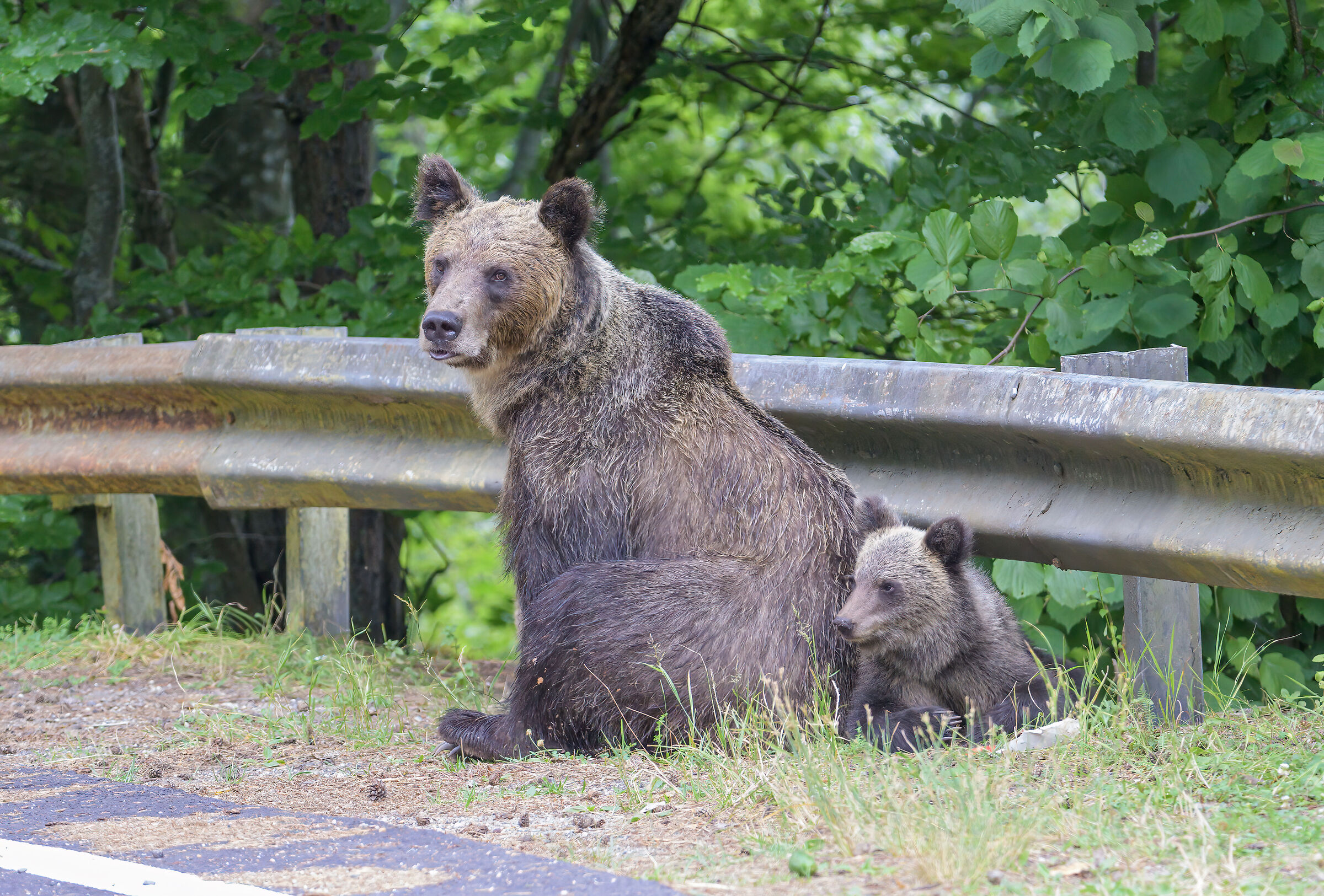 BROWN BEAR