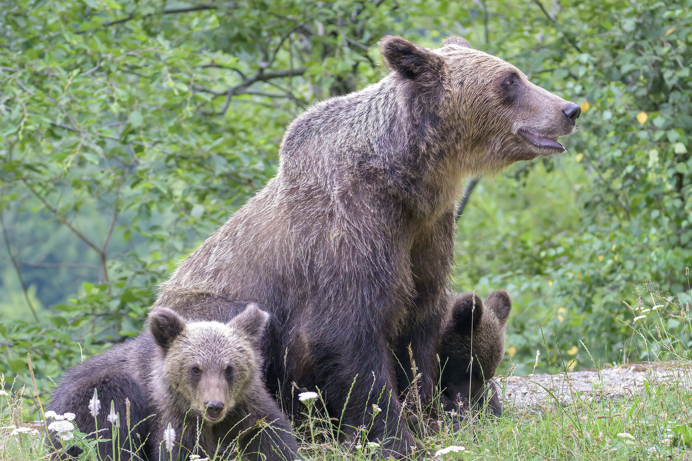 BROWN BEAR