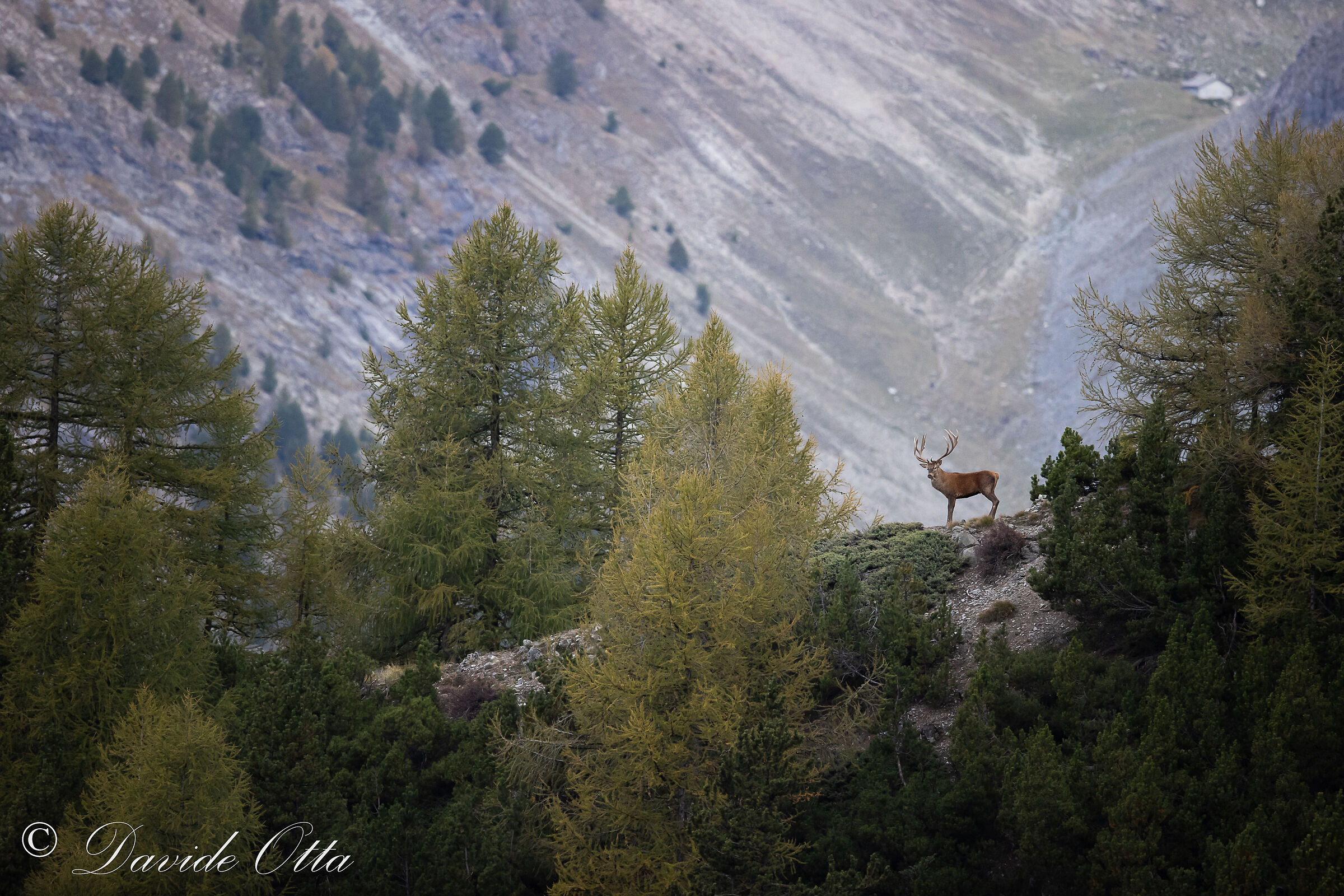 Between the forest and the clearings