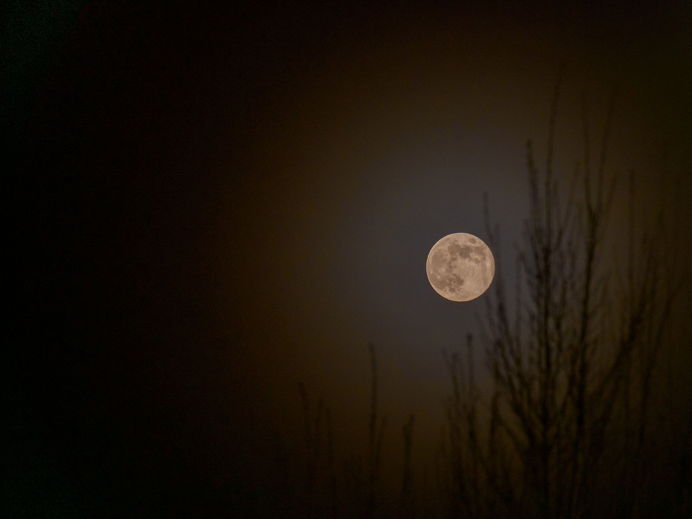 Luna piena fra i rami