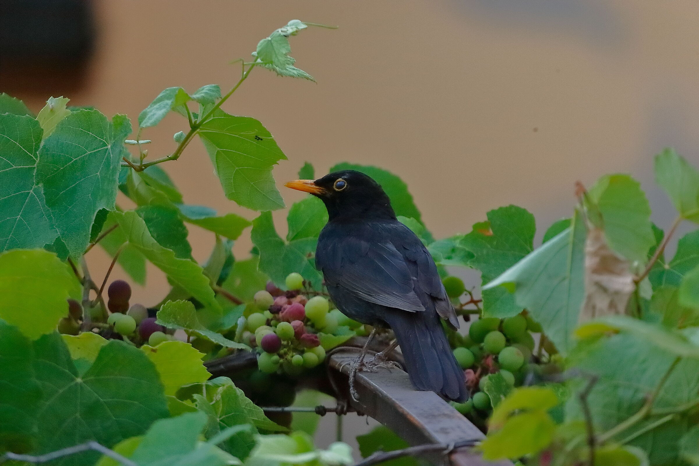 Merlo M 18 luglio 2024 - 0037