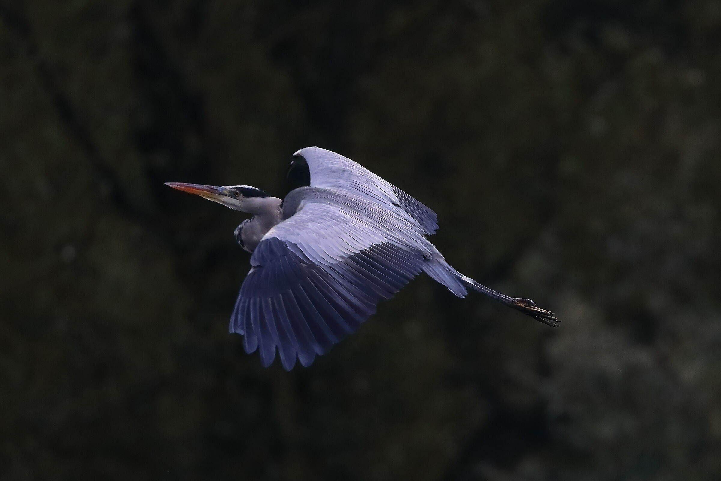 Cenerino ottobre 2024 - 0153