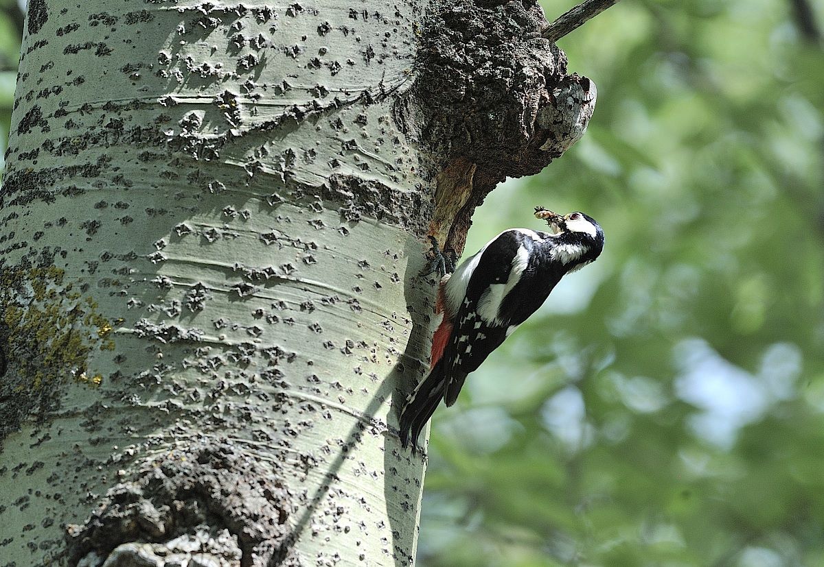 woodpecker