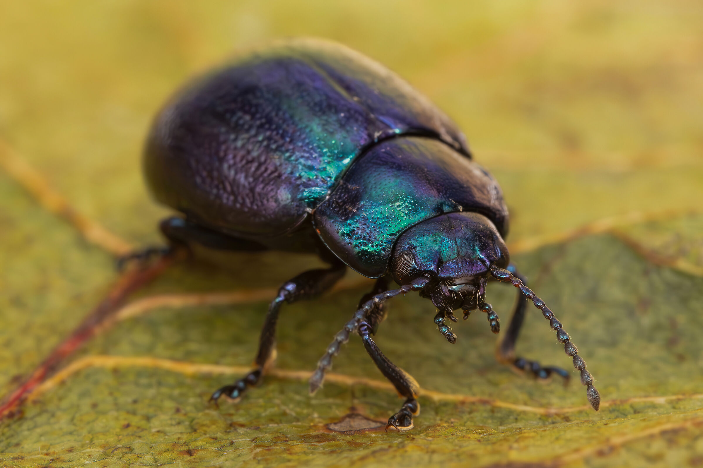 Chrysolina cerealis mixta