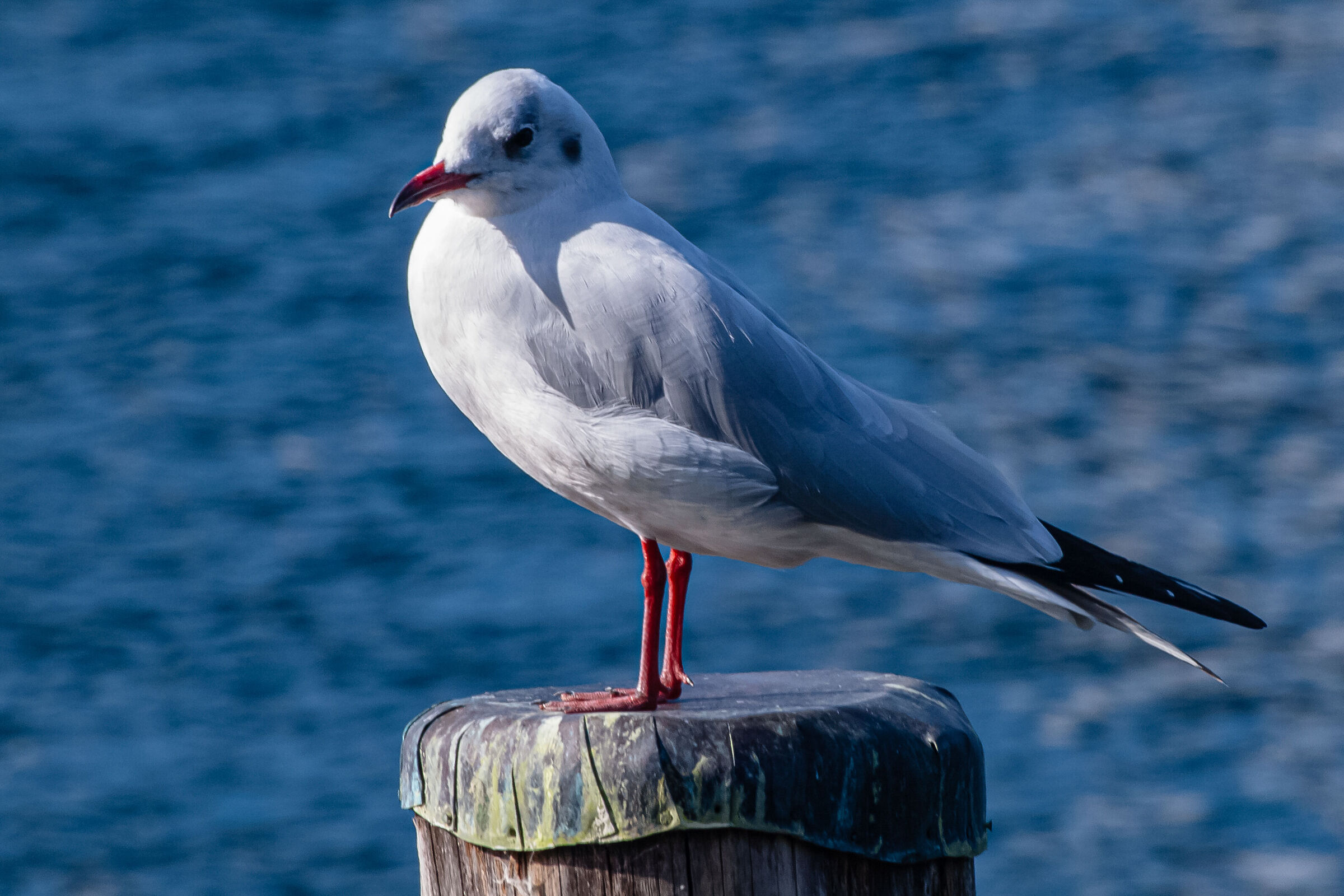 Sono in posa... fotogrami pure