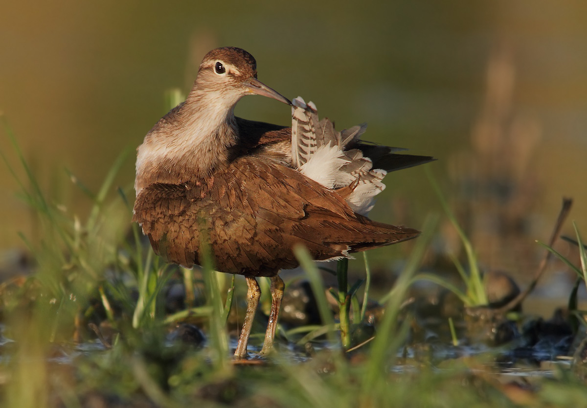 Common Sandpiper