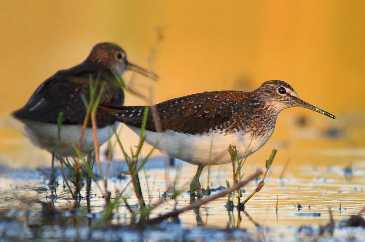 Green Sandpiper