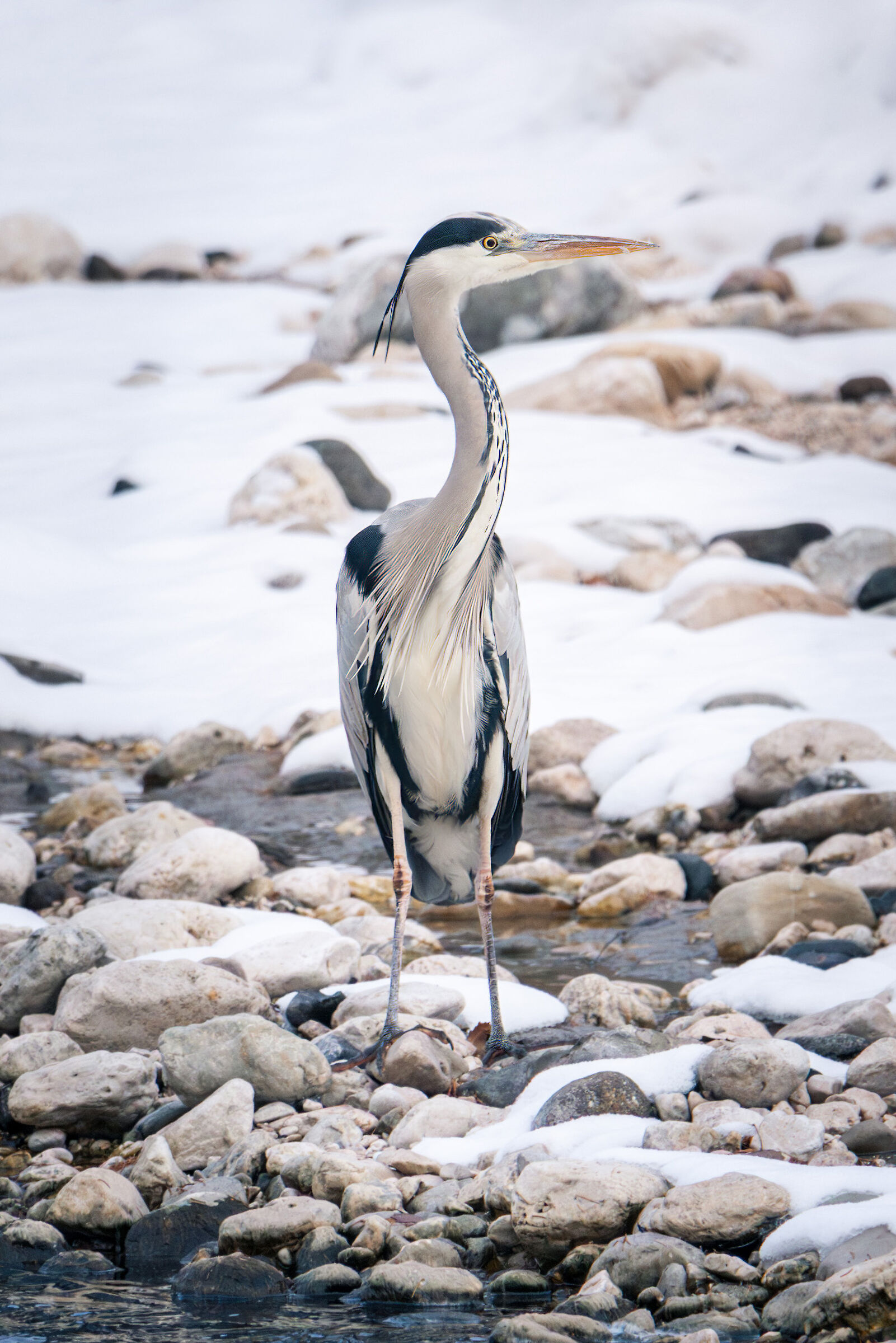 Dog Heron