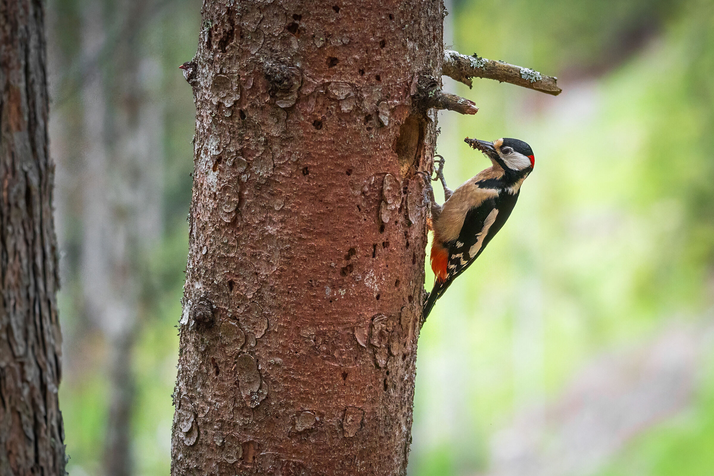 Great Spotted Woodpecker