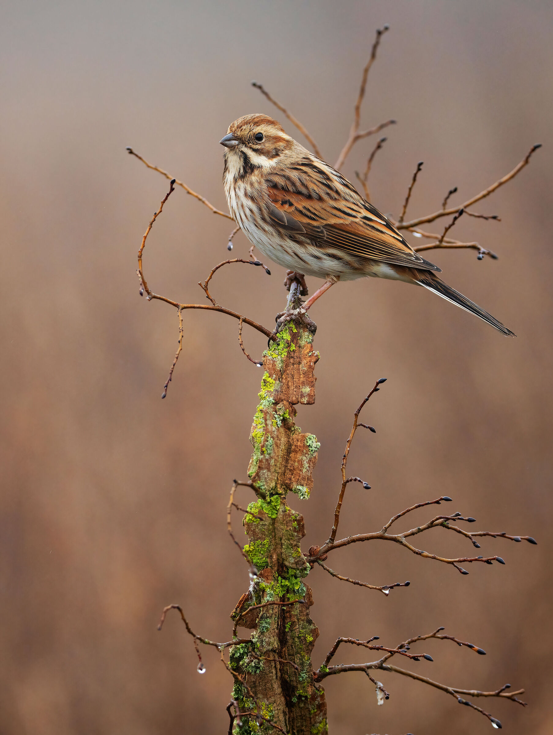 migliarino di palude