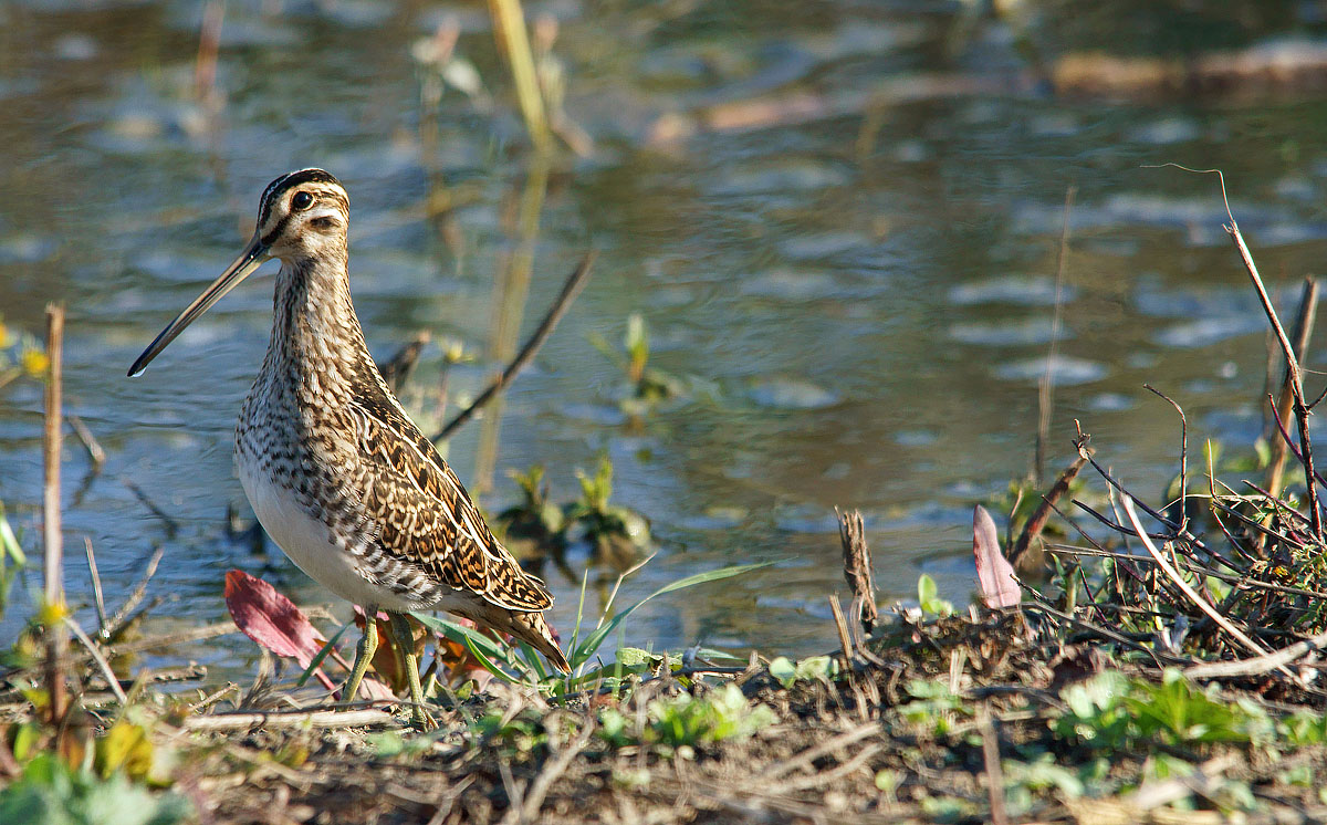 Beccaccino a passeggio