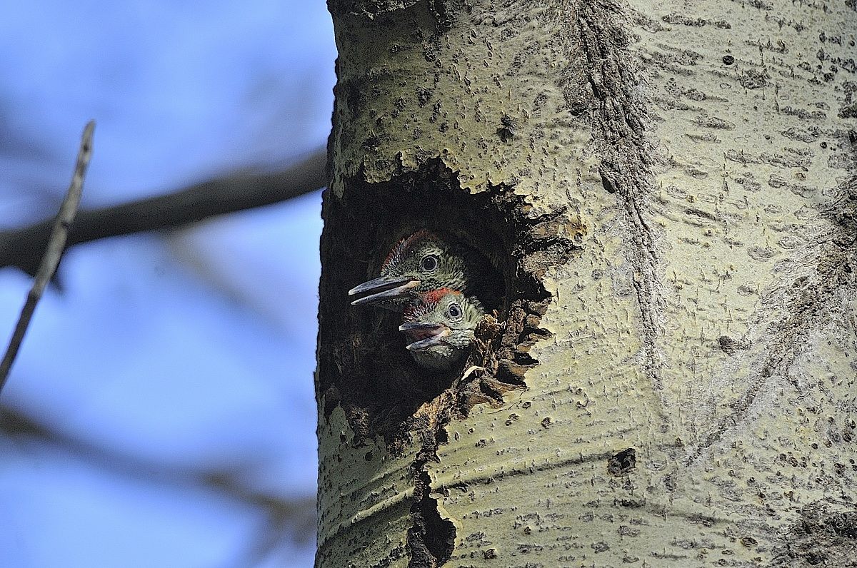 small spot of green woodpecker x promo flight