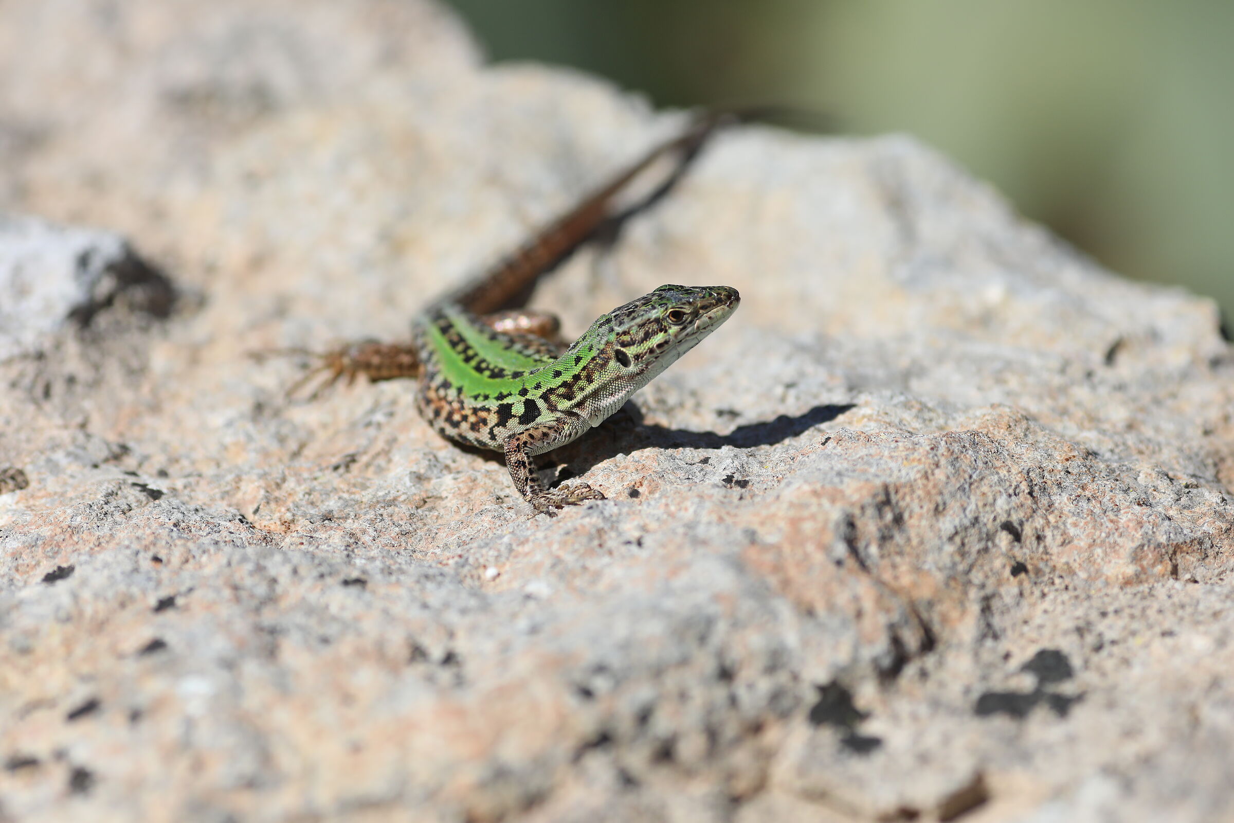 Ei " Crop 189 " Canon 5 D IV, 135 F. 2 L usm+tc 1....