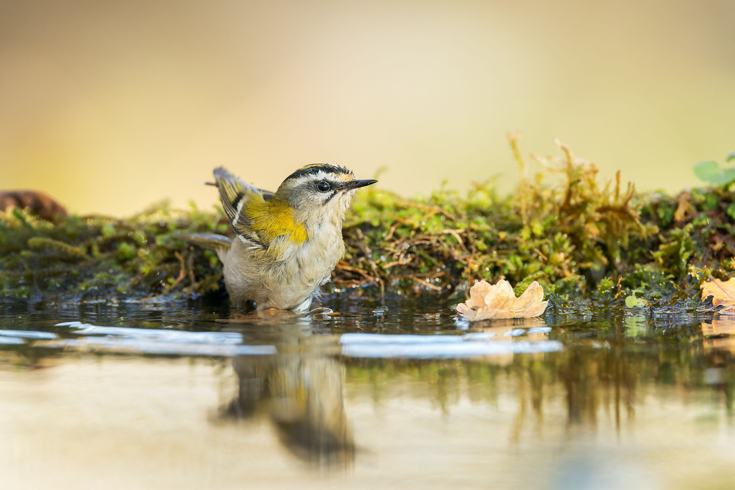 firecrest