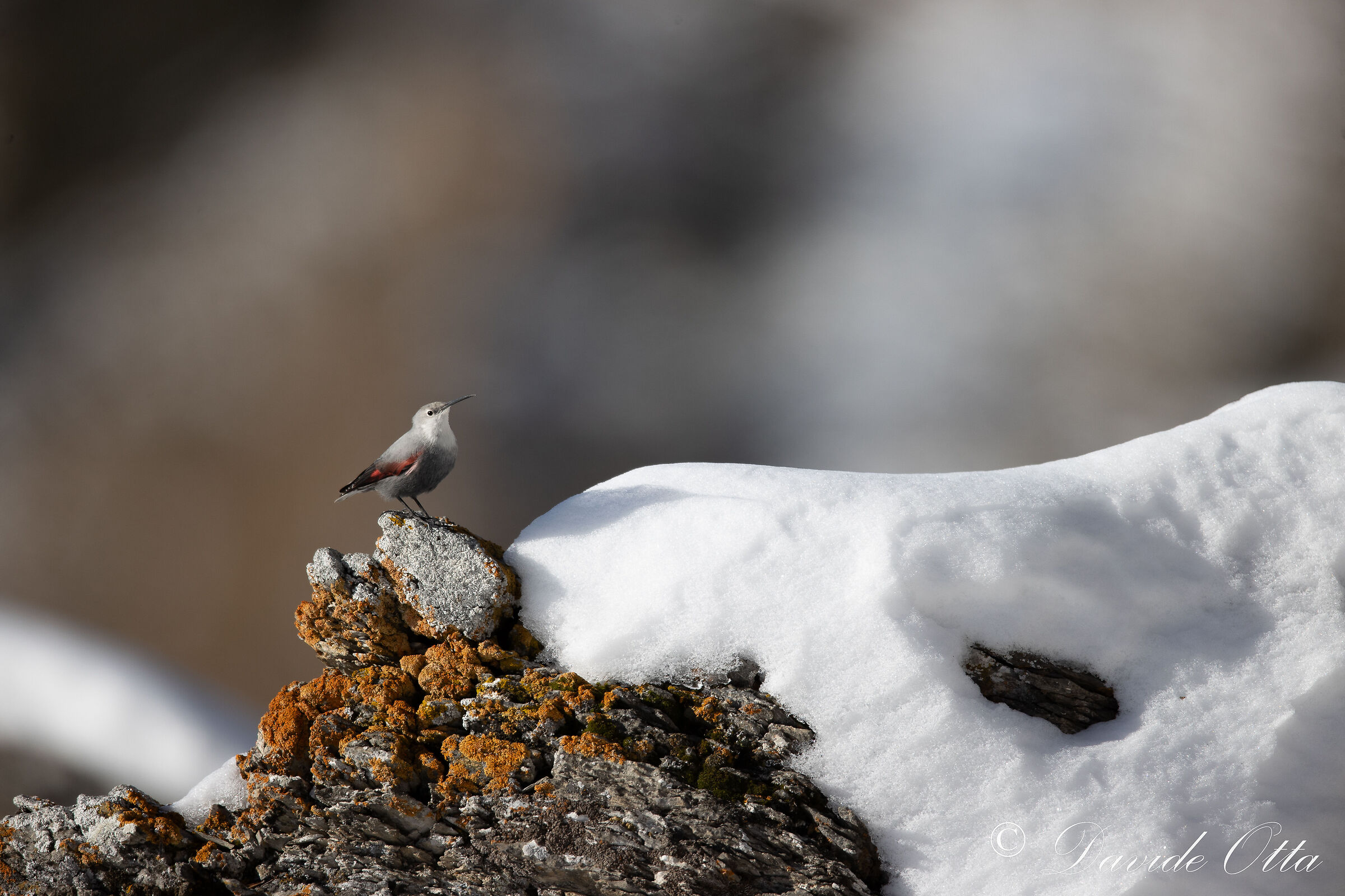 Che becco lungo che ho!