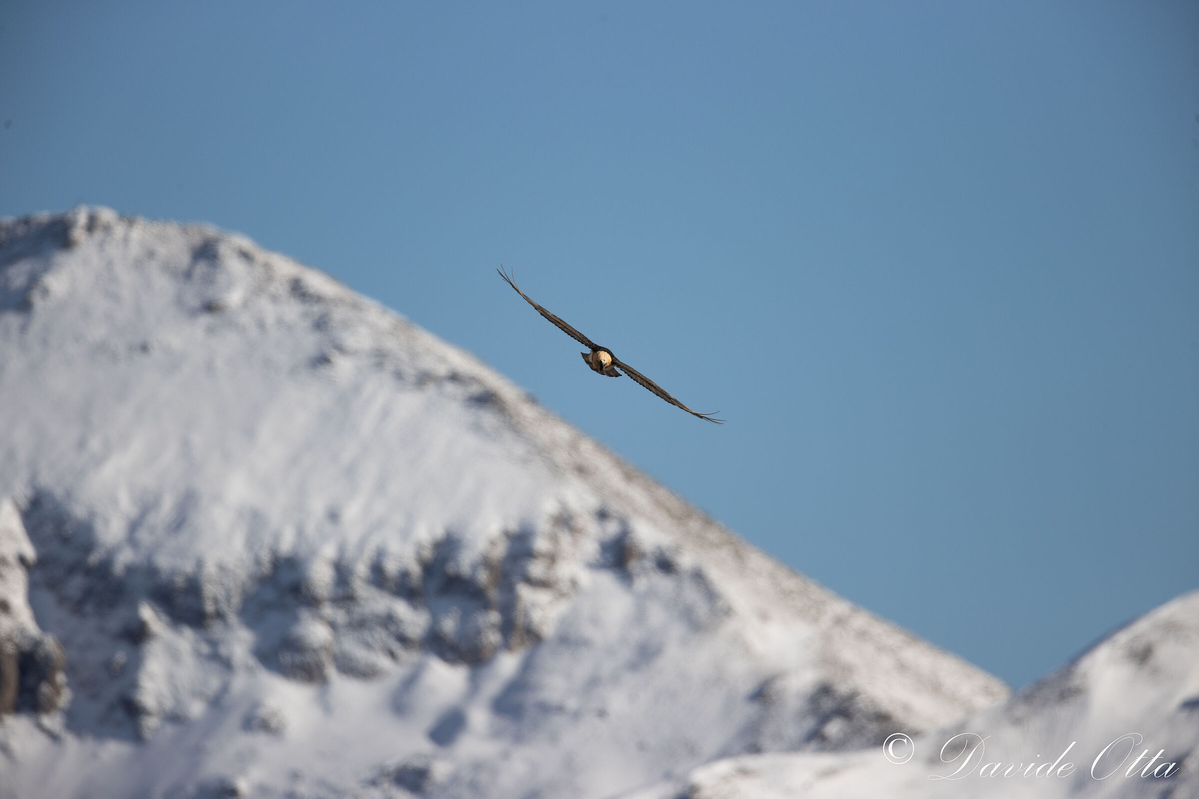 Adult bearded vulture