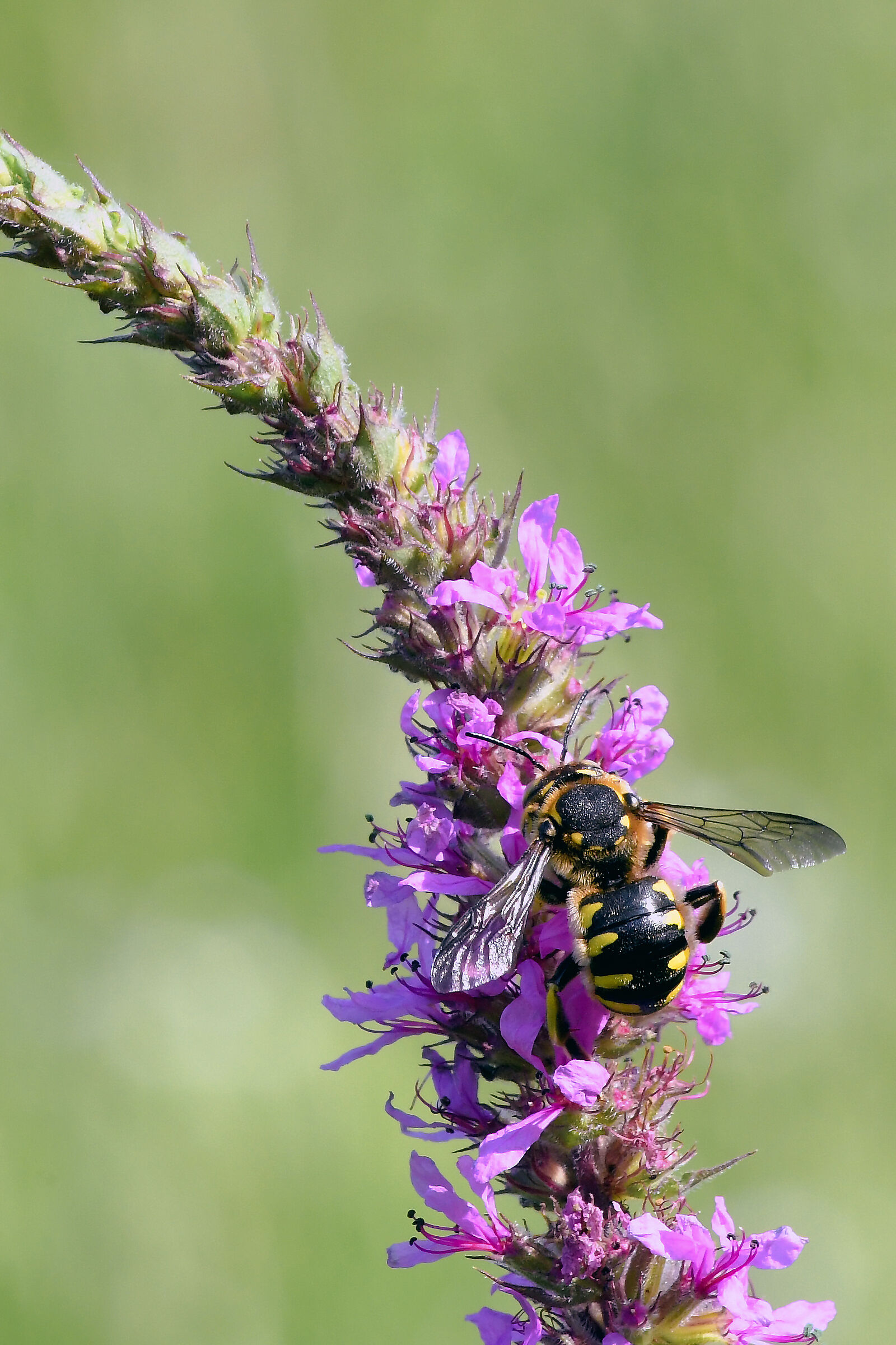 Anthidium sp.