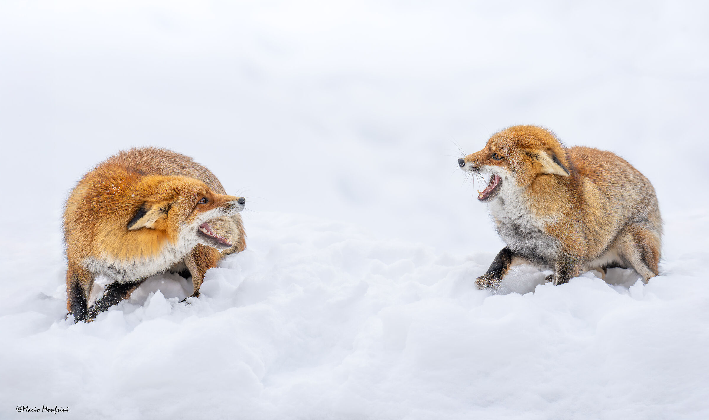 Lite tra volpi