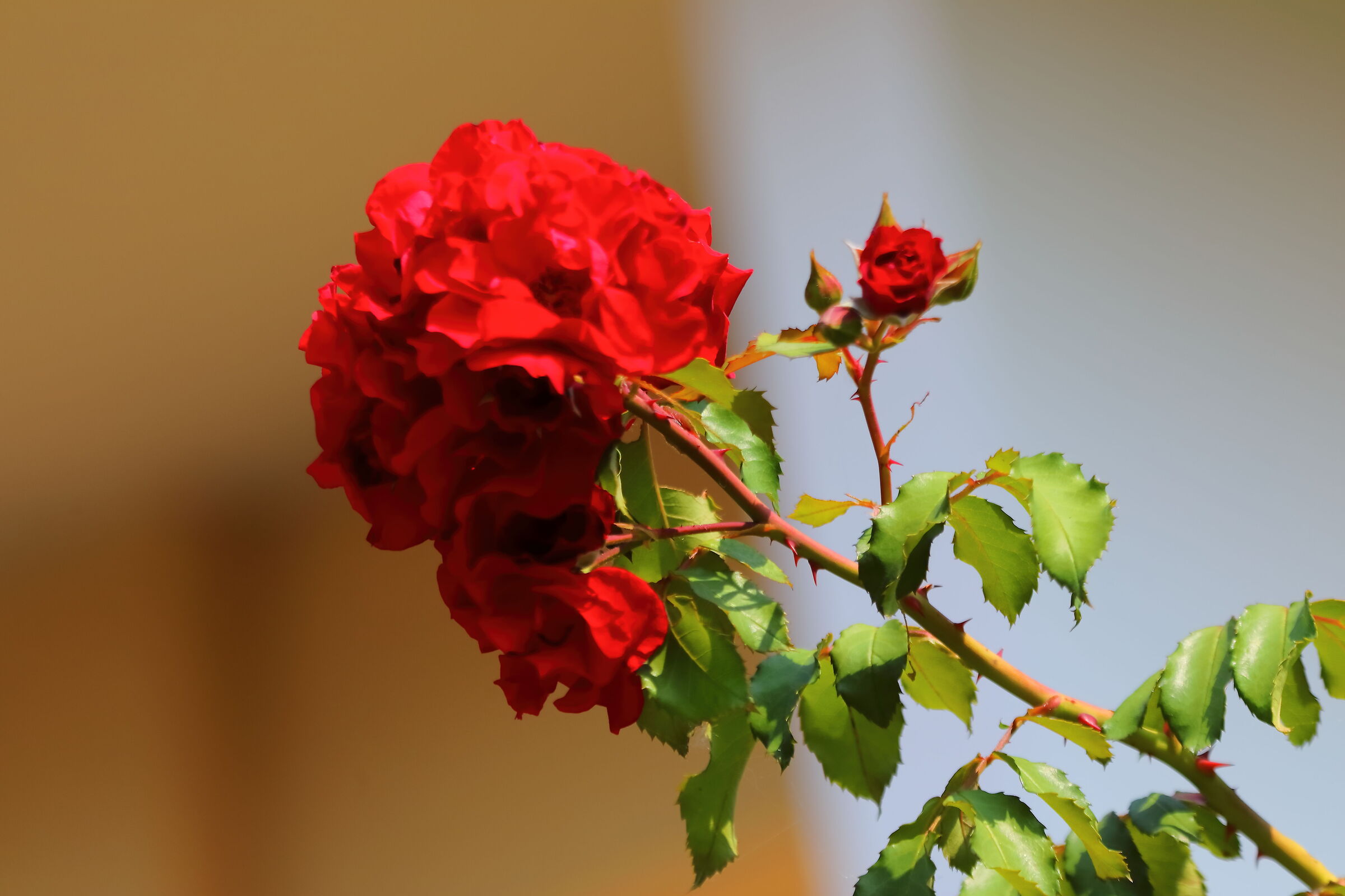 Rosa 19 luglio 2024 - 0006