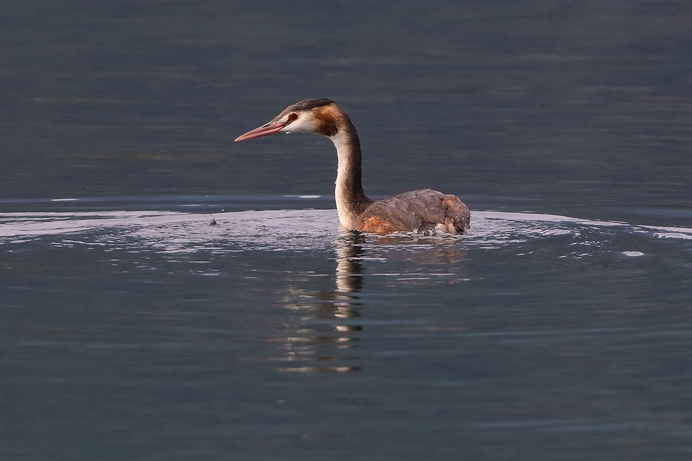 Svasso 06 ottobre 2024 - 0091