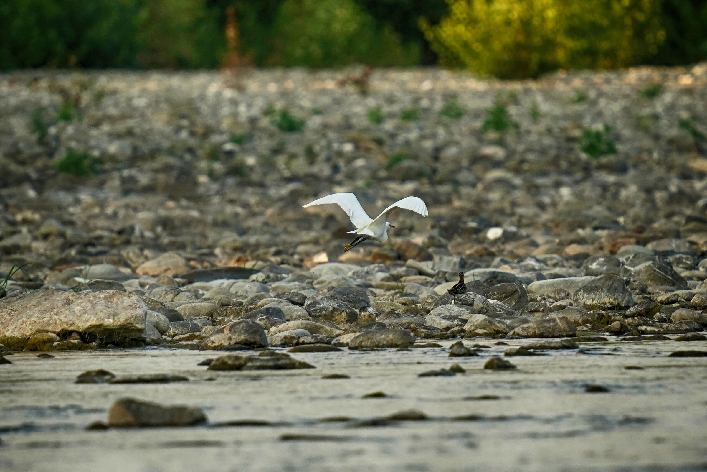 Little Egret River Magra