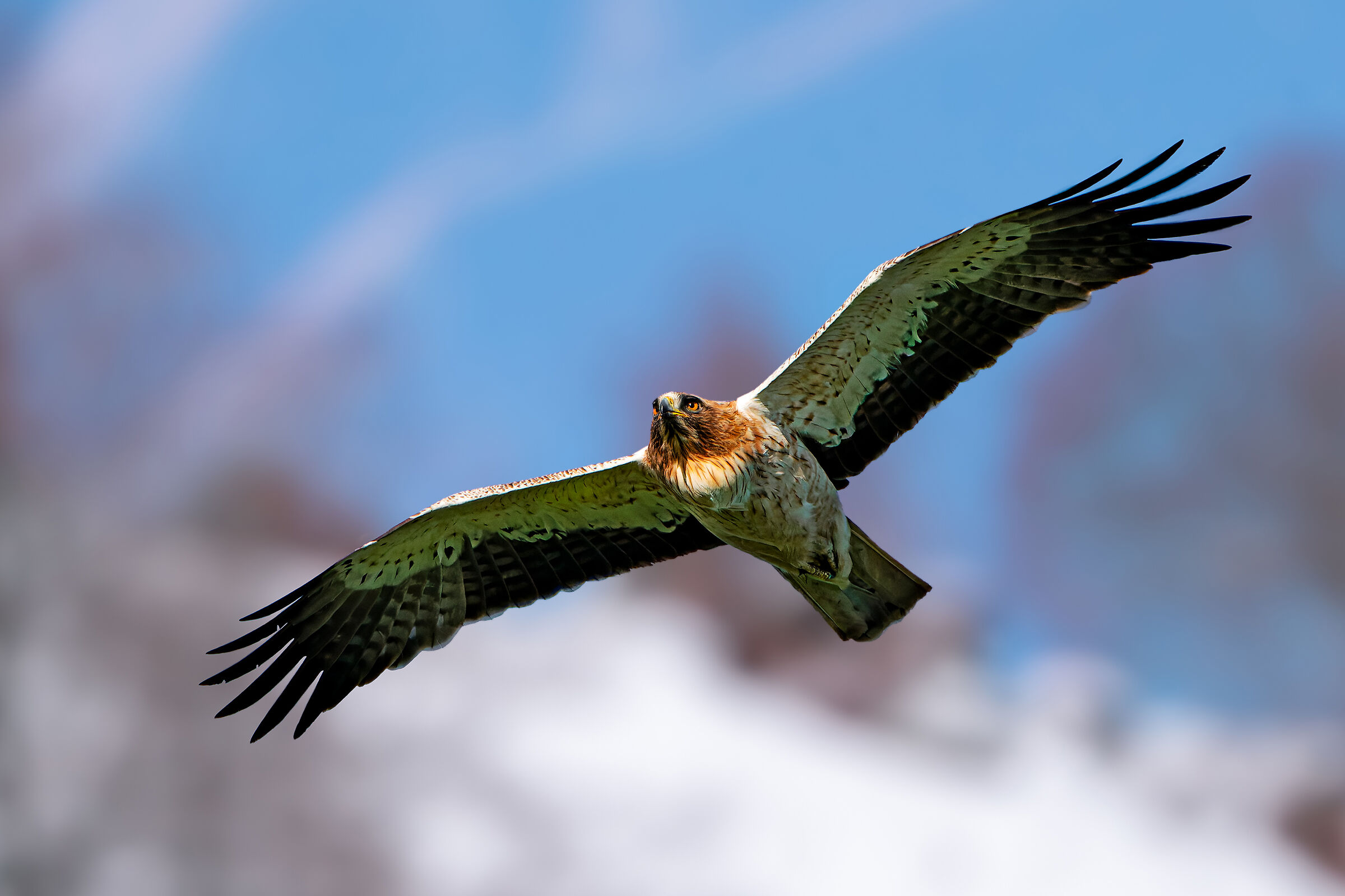 Aquila minore