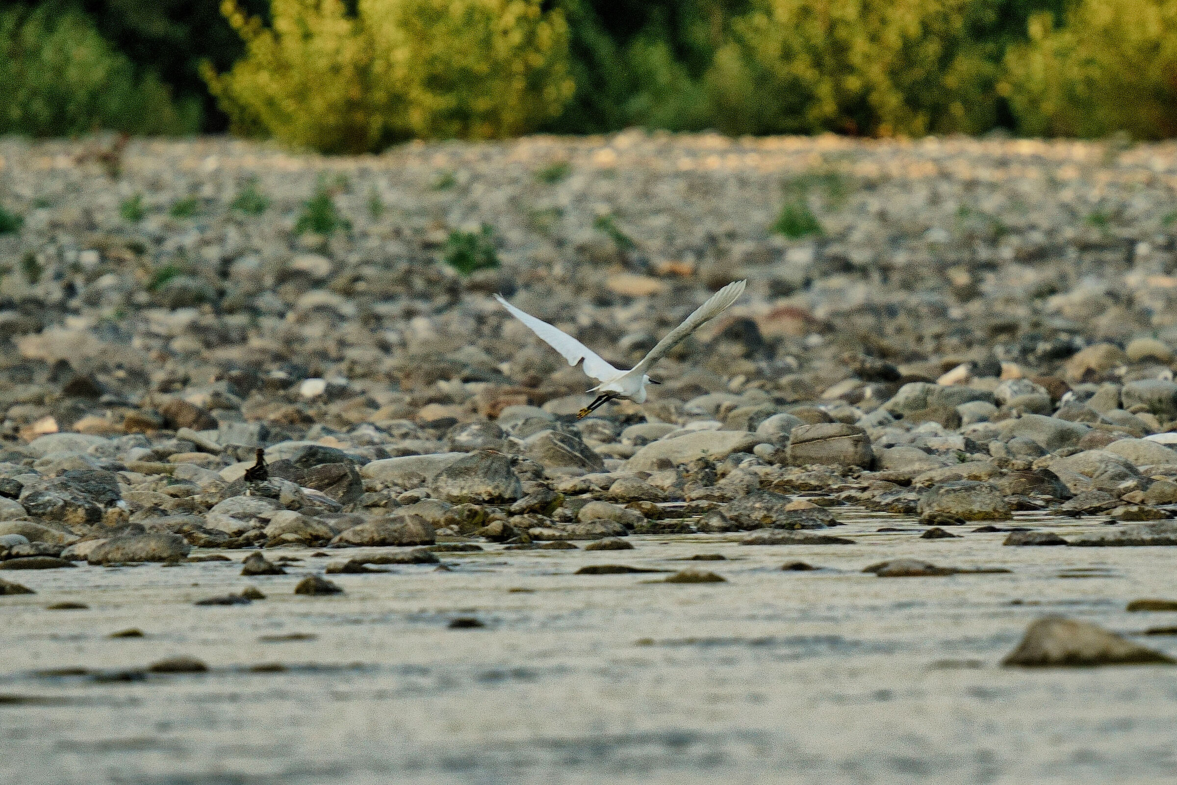 Little Egret River Magra