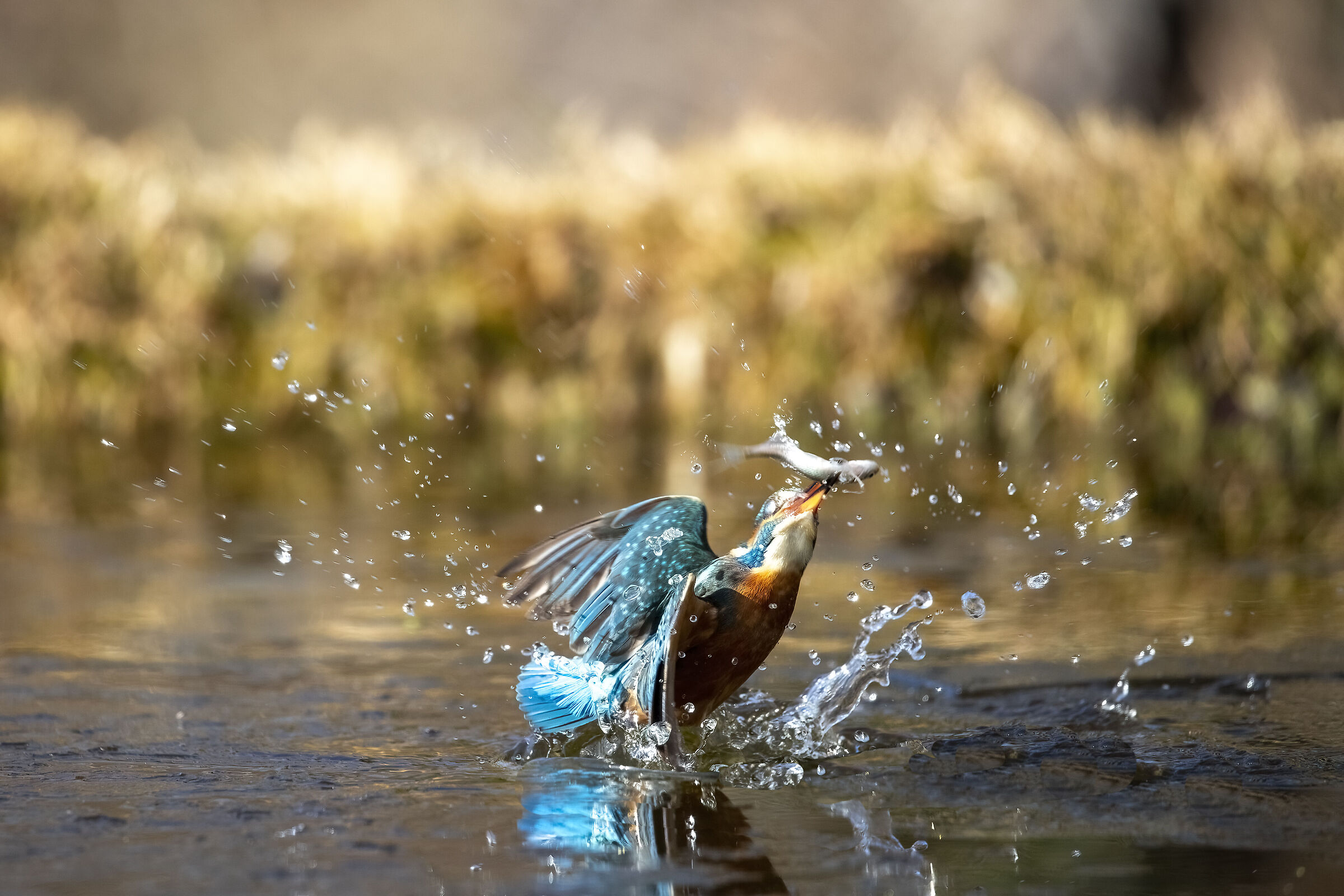 emersione con il pesce