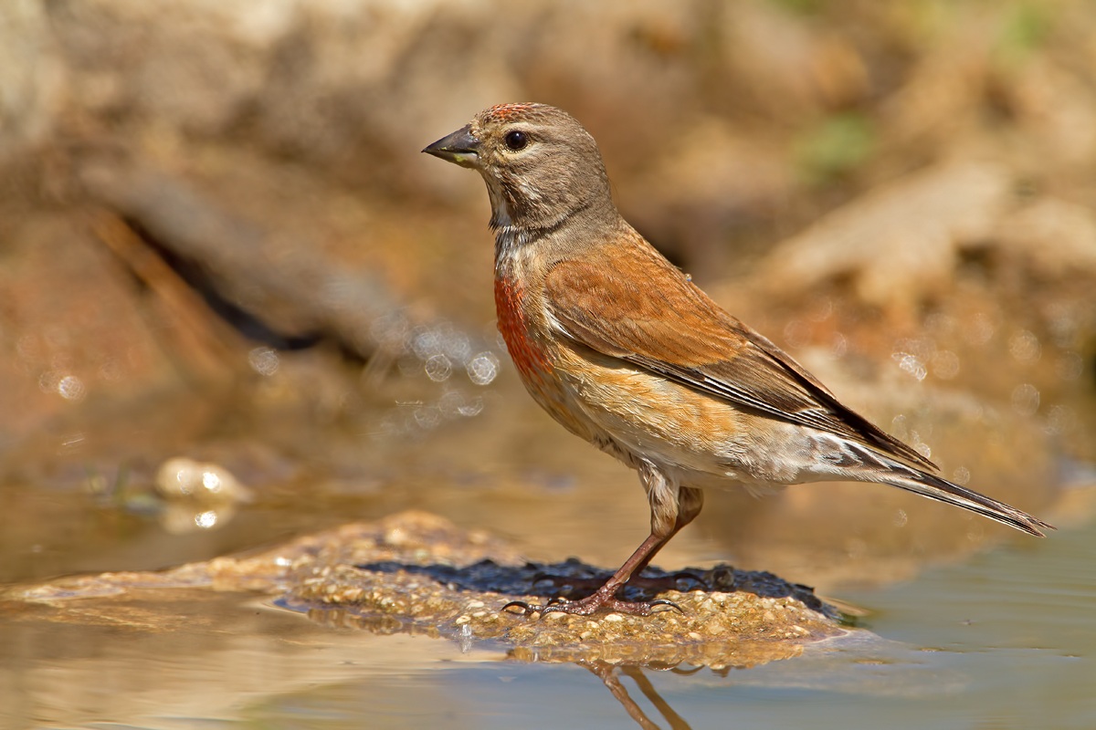 Linnet