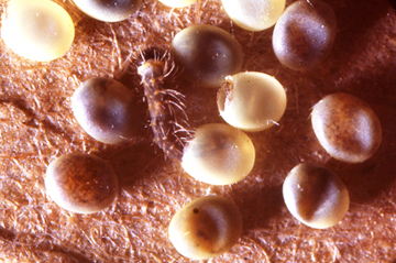 Birth of the Silkworm