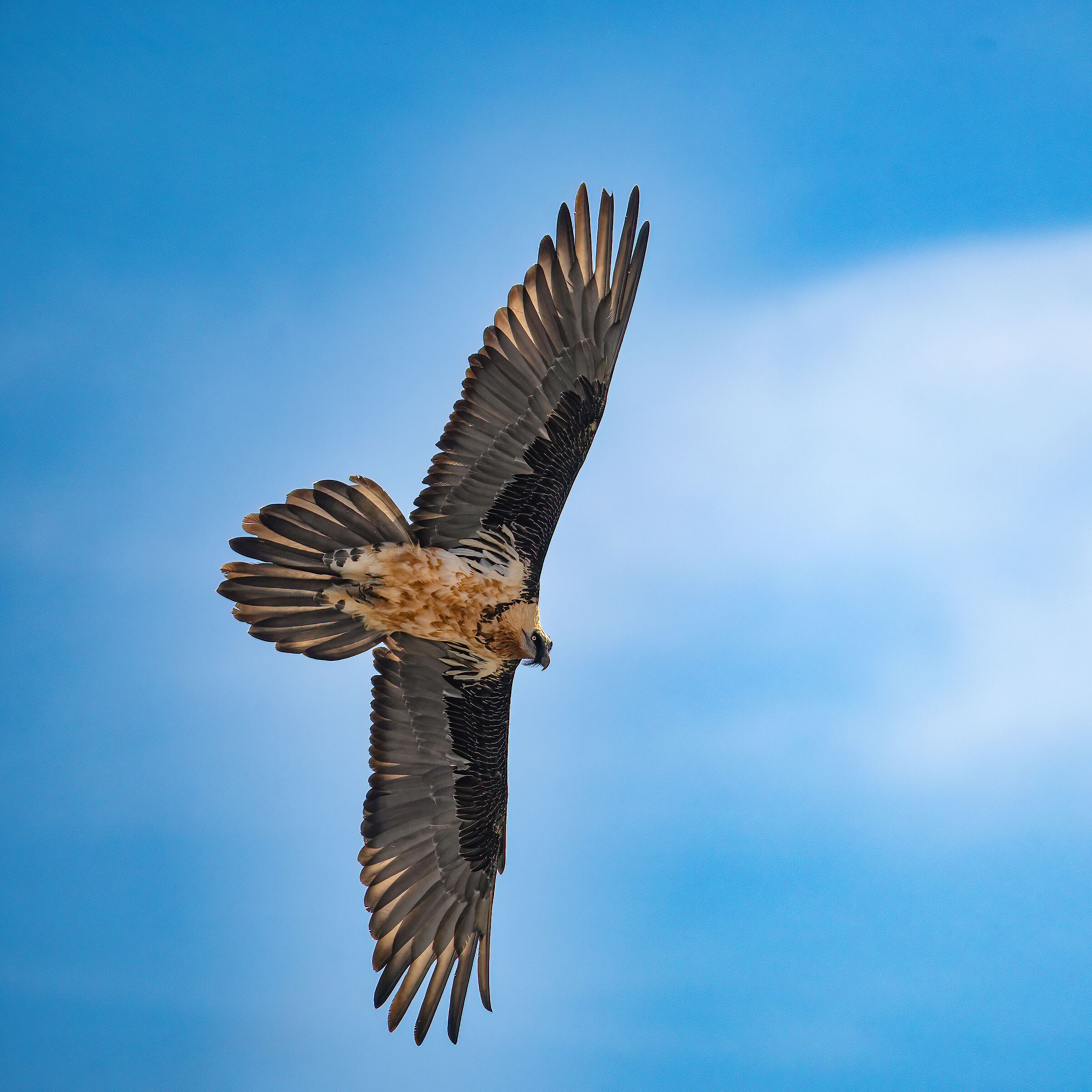 Gypaetus barbatus - Gran Paradiso National Park