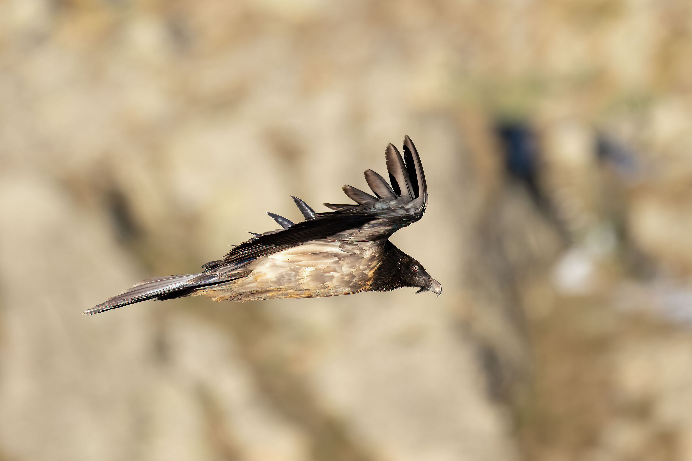 Gypaetus barbatus - Gran Paradiso National Park