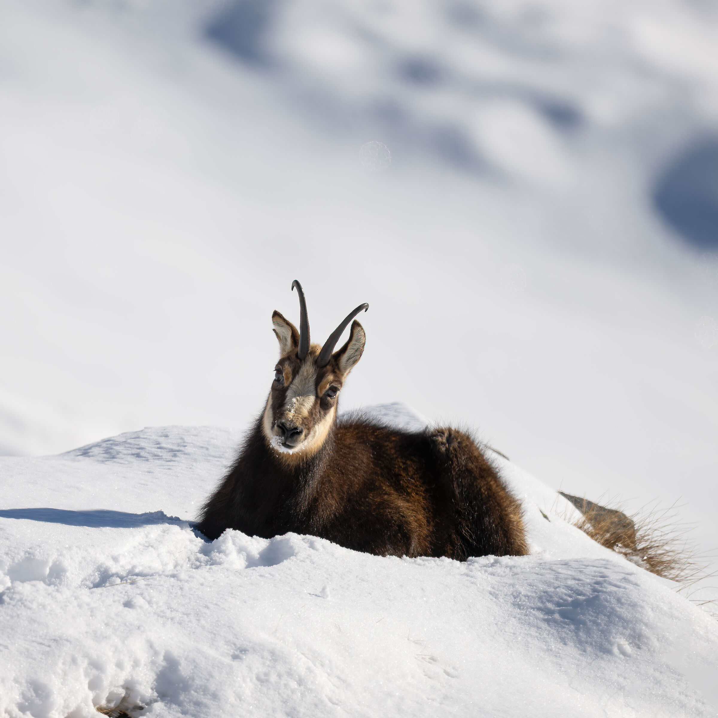 Chamois - Gran Paradiso National Park