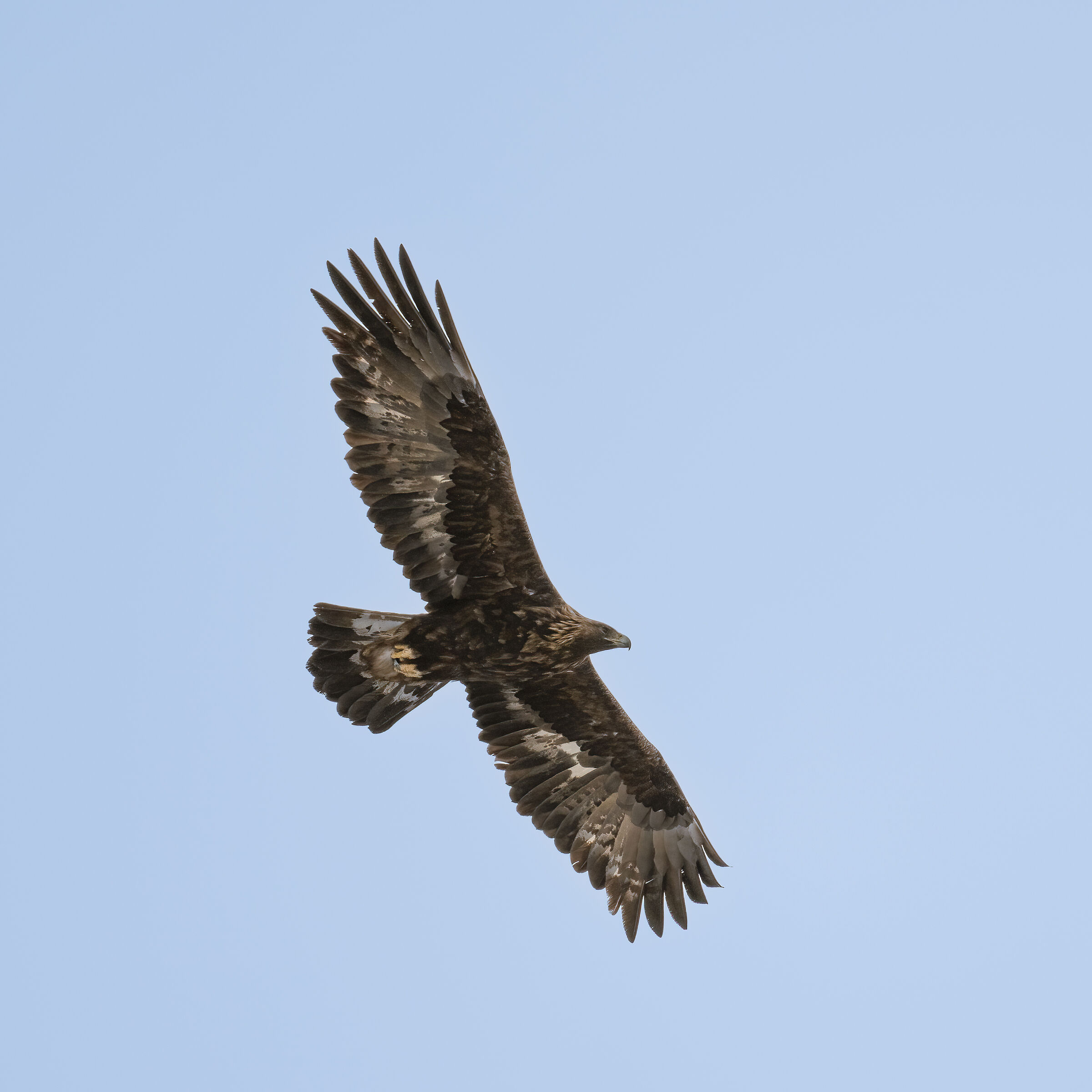 Golden Eagle - Gran Paradisoila National Park
