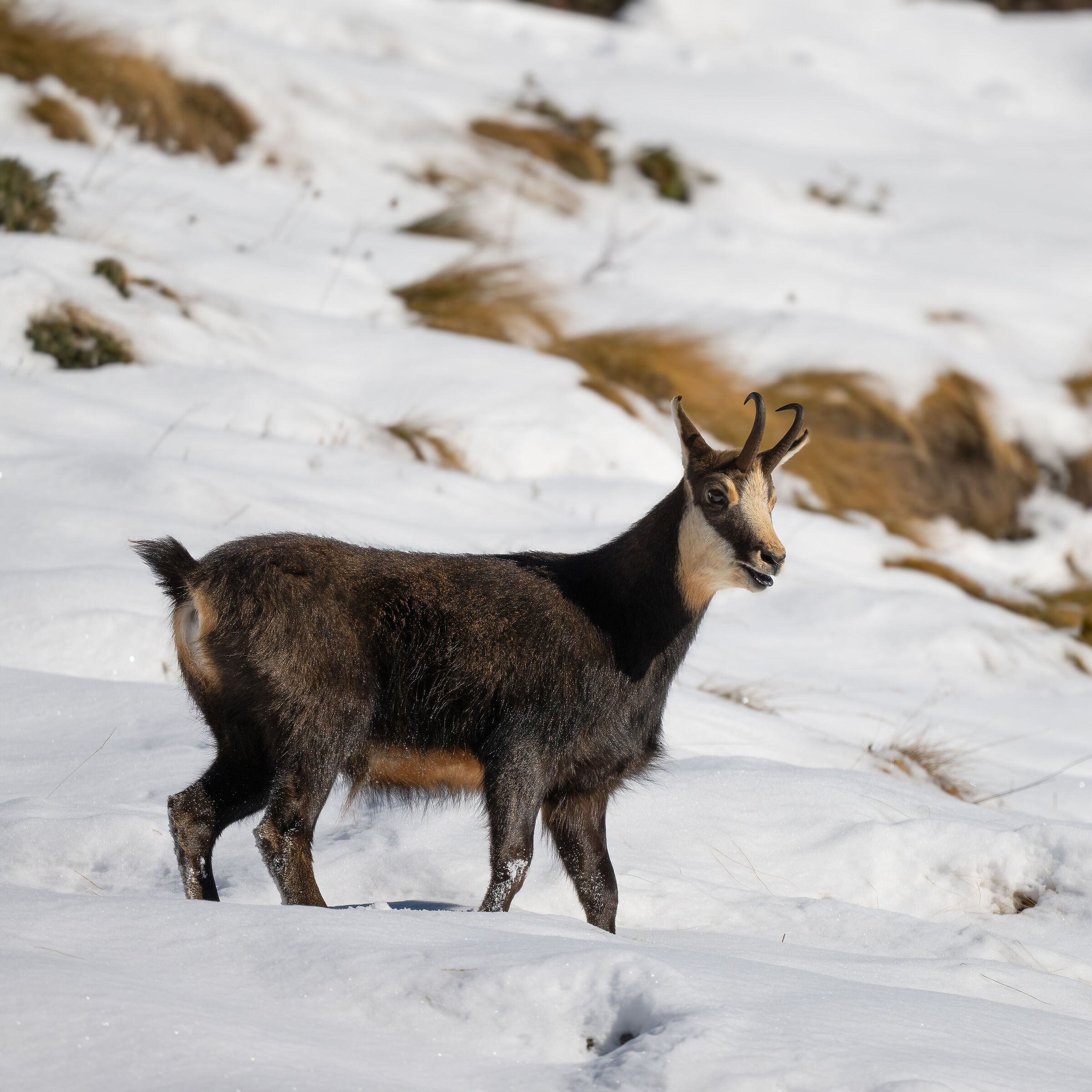 Chamois - Gran Paradiso National Park