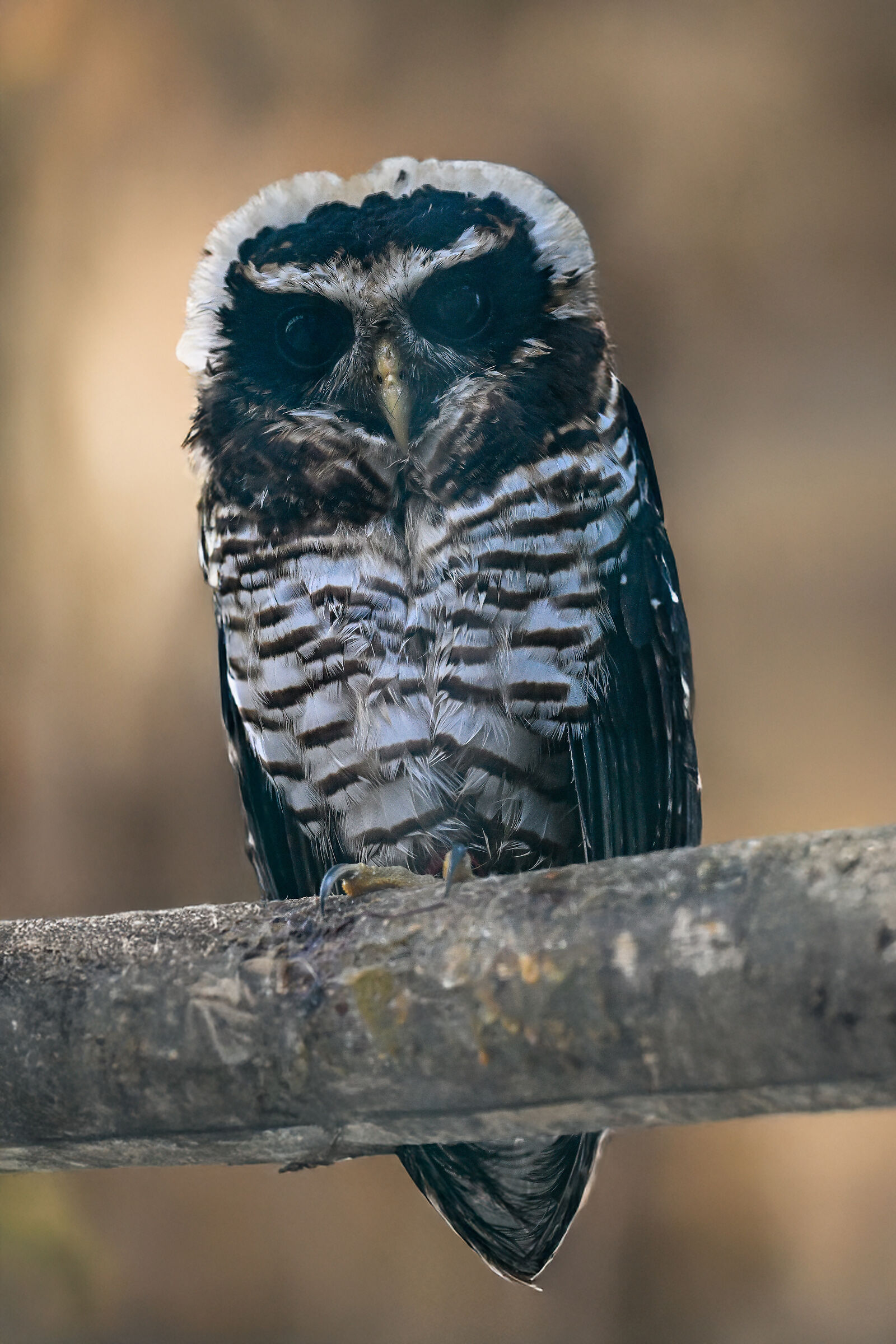 Pulsatrix melanota (Gufo panciabarrata)