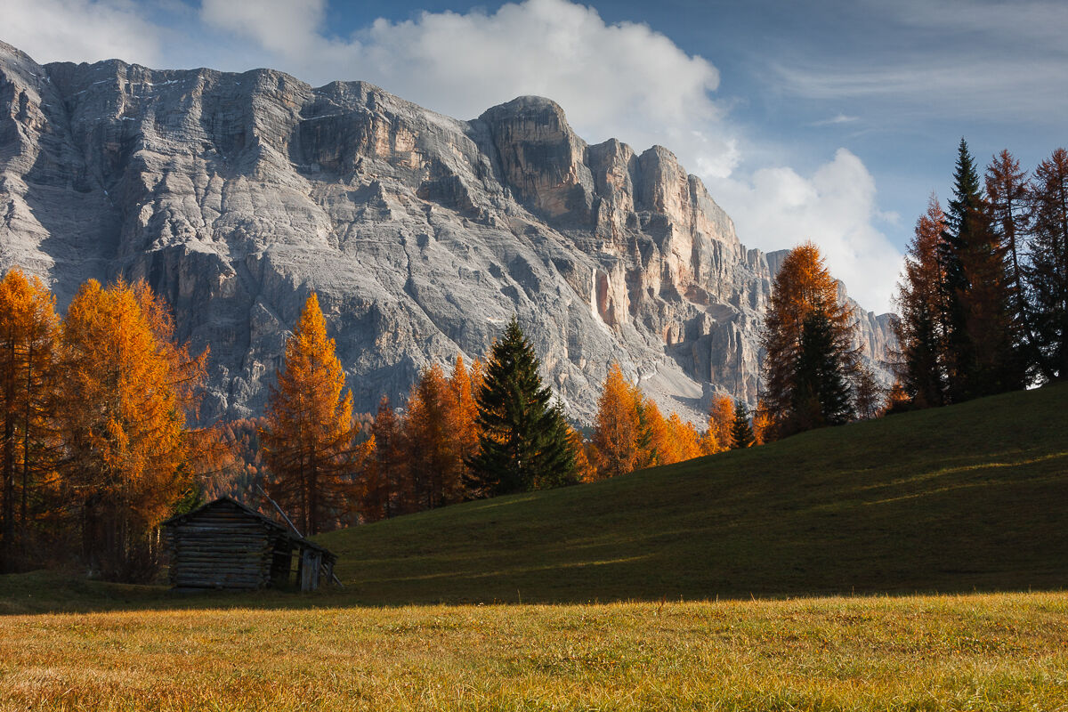 I larici di Armentara ...